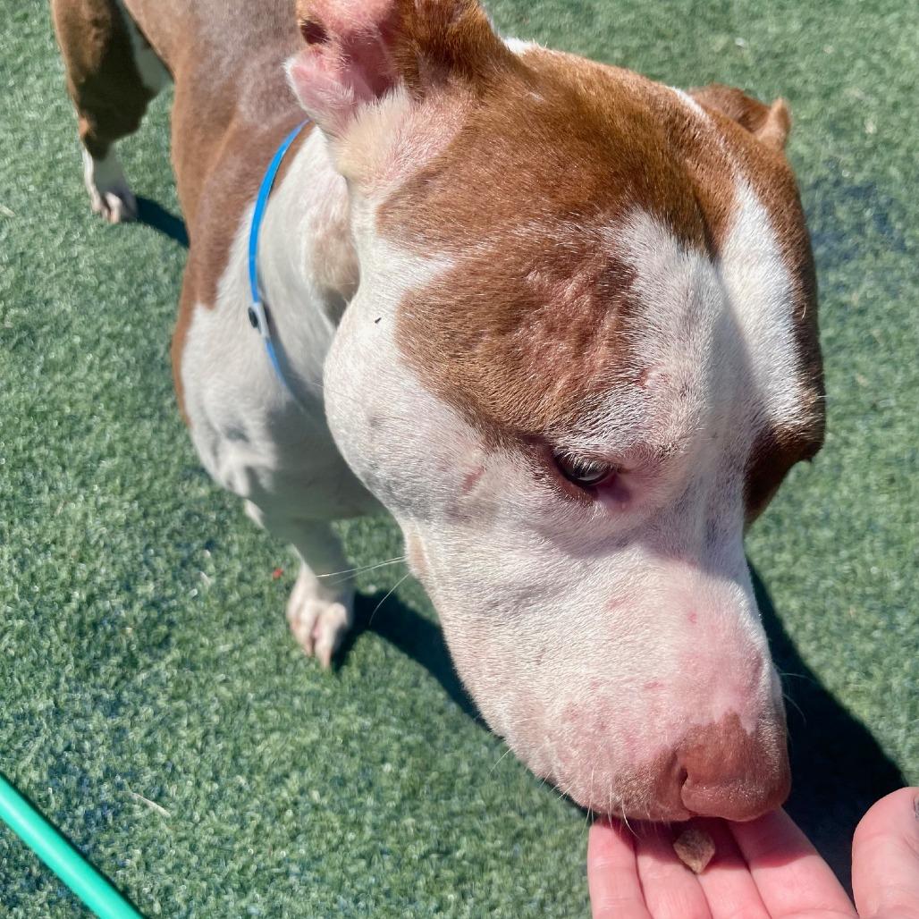 Enlarge Detective Amaro, a Adoptable Mixed Breed in Memphis, TN image 6/6