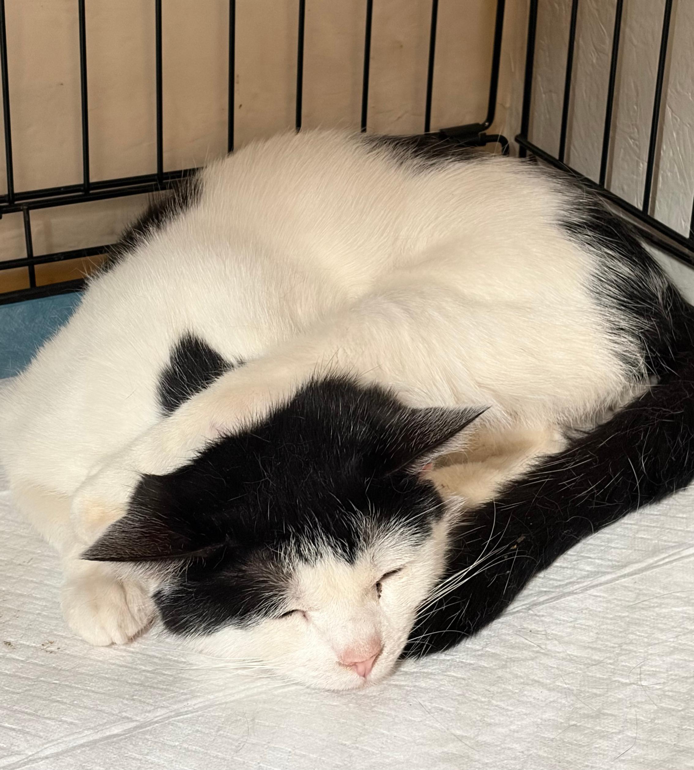 Thor, a ADOPTABLE Domestic Short Hair in Phoenix, AZ image 2/2