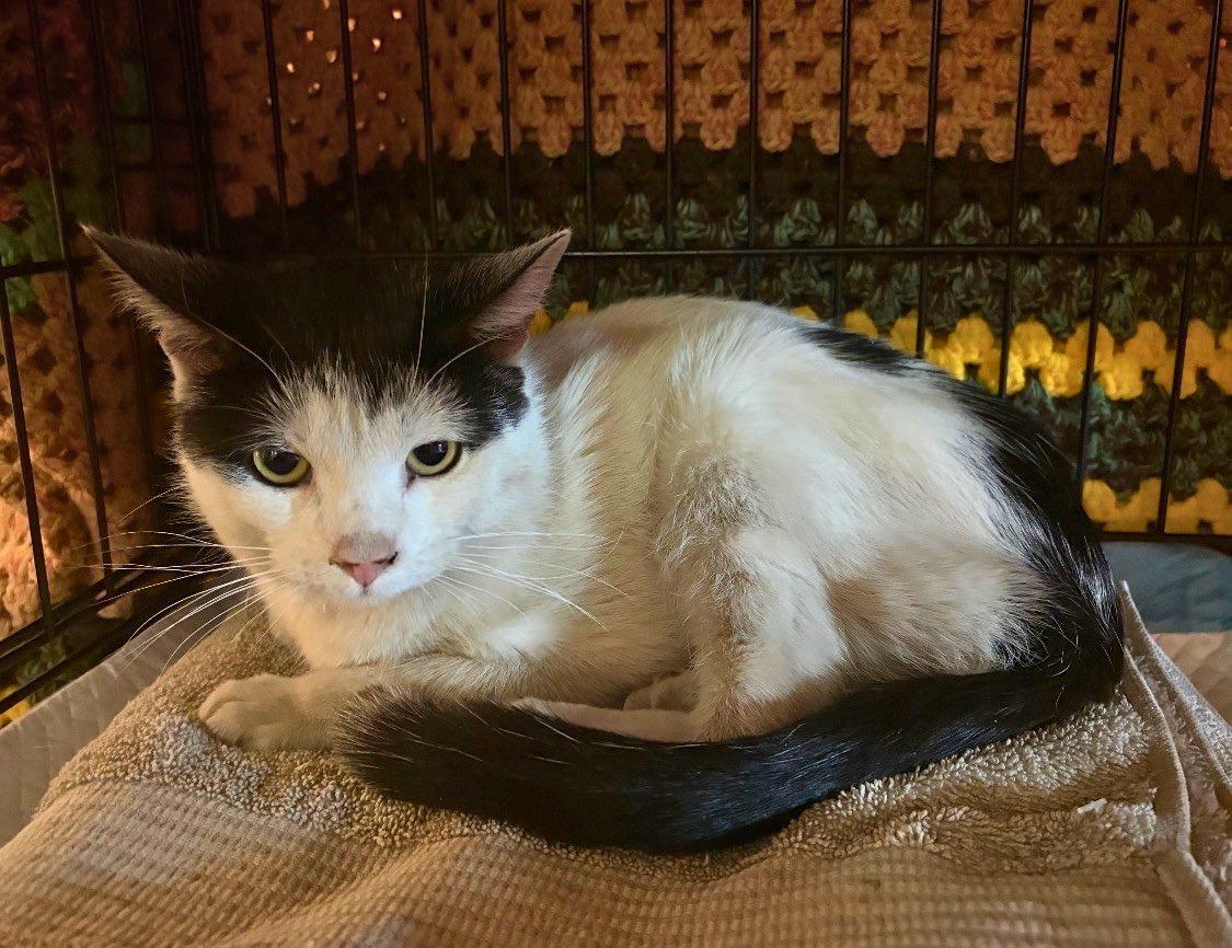 Thor, ADOPTABLE, Young Male Domestic Short Hair.