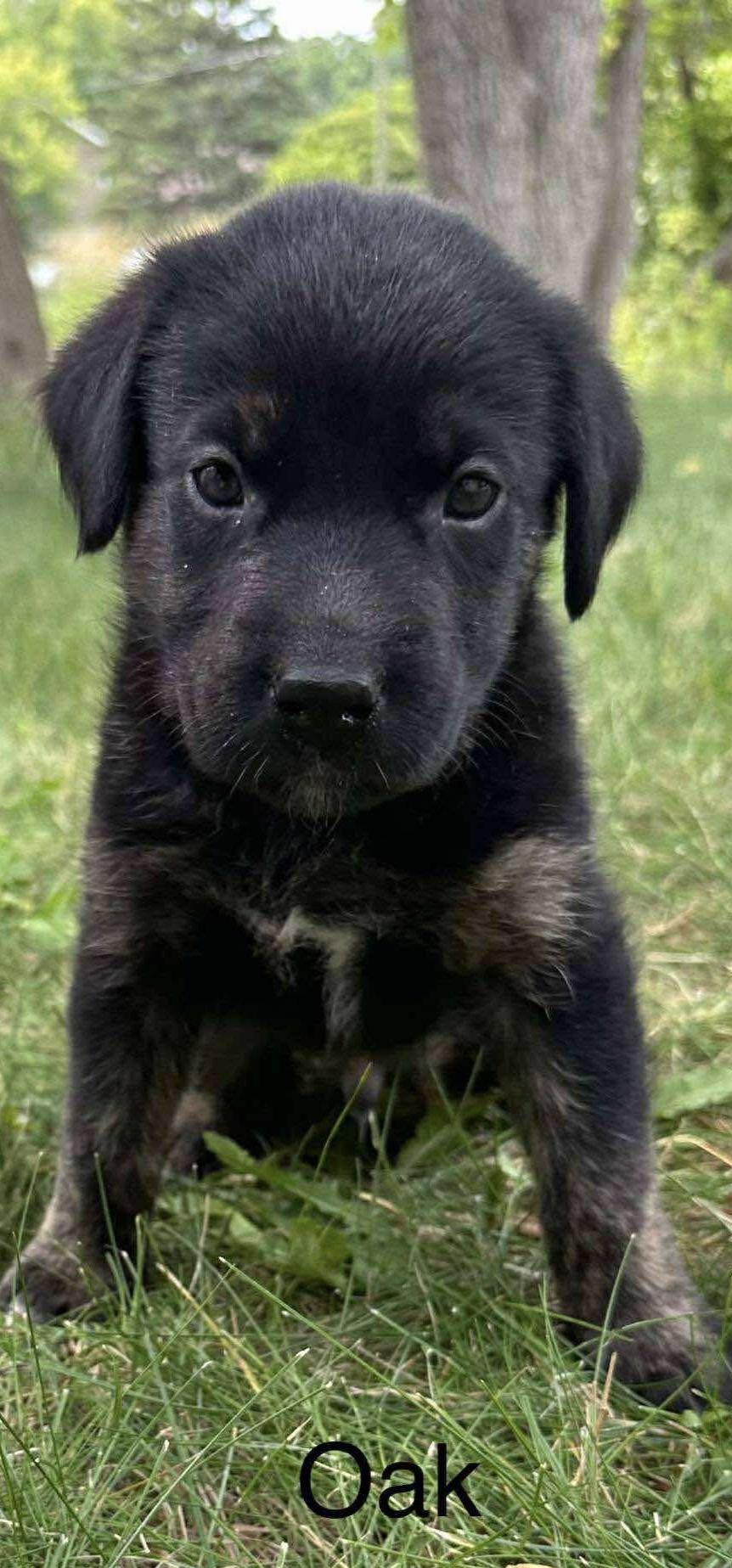 Oak, an adoptable Labrador Retriever, Husky in Winnipeg, MB, R2C 1P2 | Photo Image 2