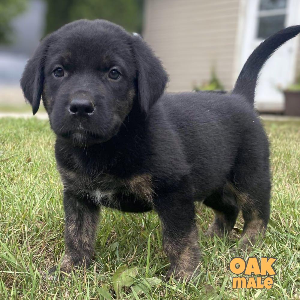 Oak, an adoptable Labrador Retriever, Husky in Winnipeg, MB, R2C 1P2 | Photo Image 1