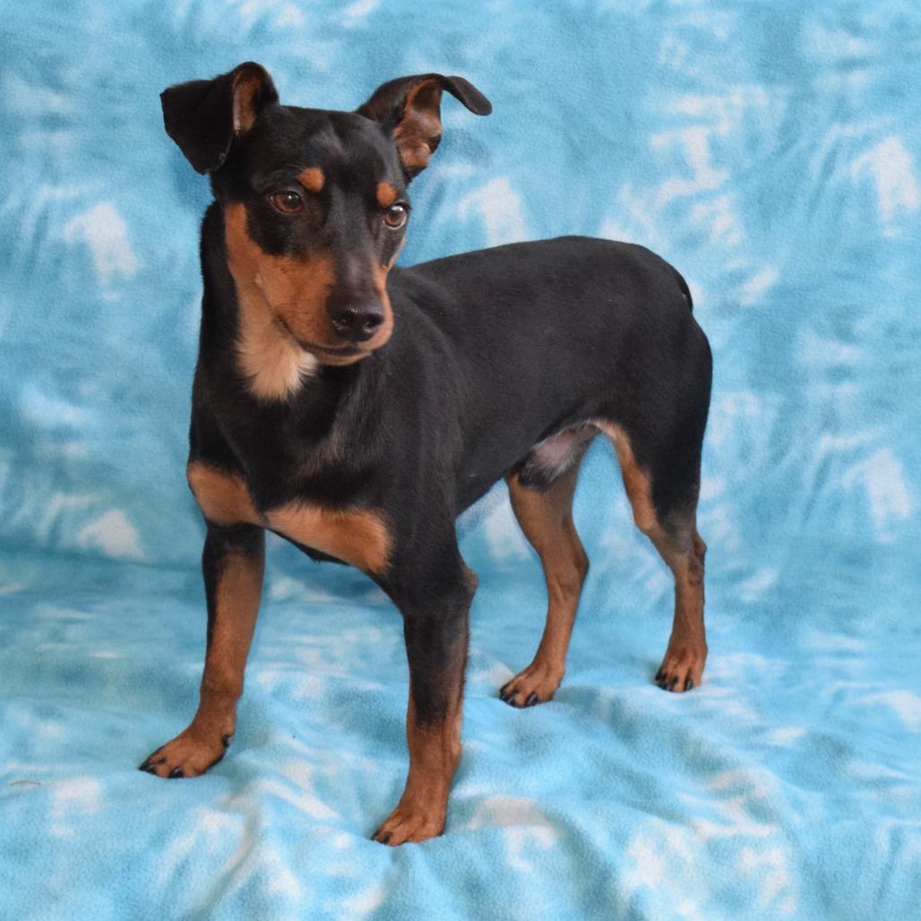Milo, Adoptable, Young Male Miniature Pinscher.