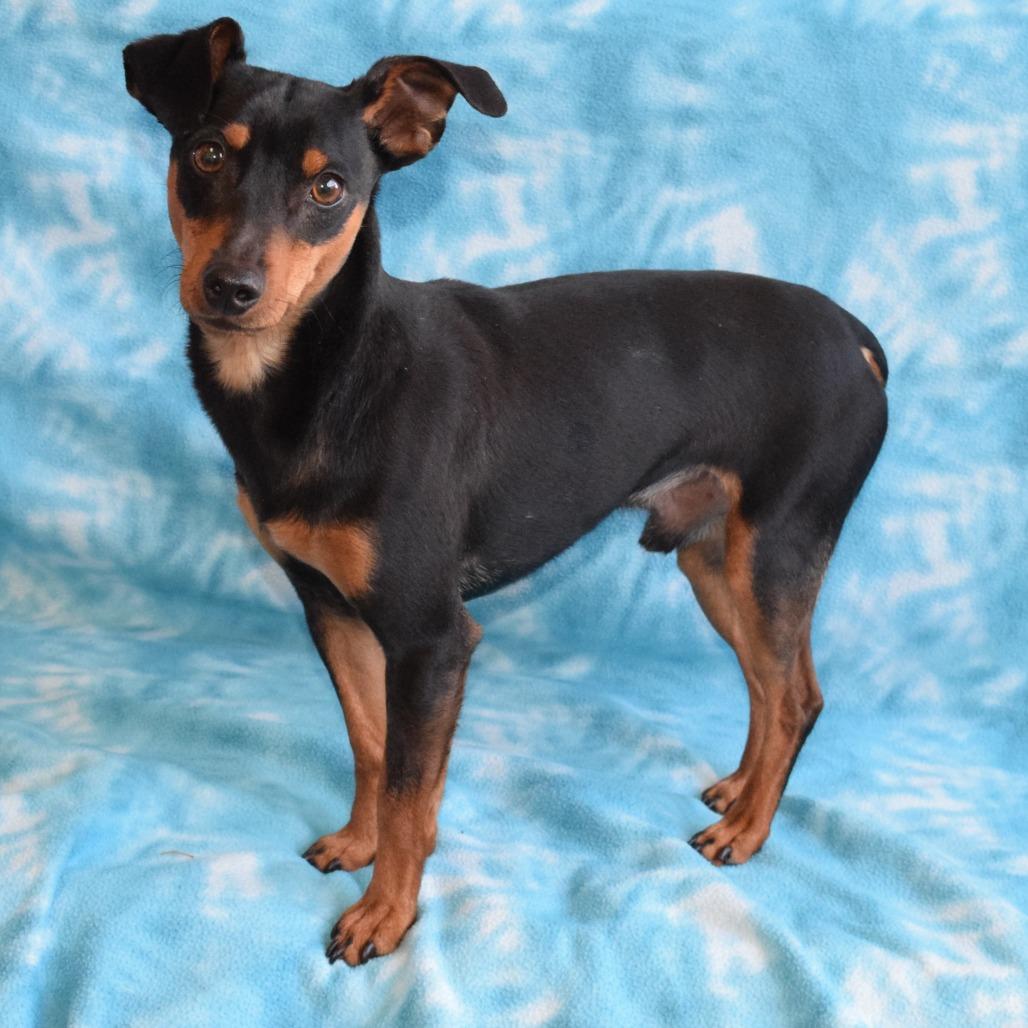 Enlarge Milo, a Adoptable mixed breed in Eureka, CA image 2/3