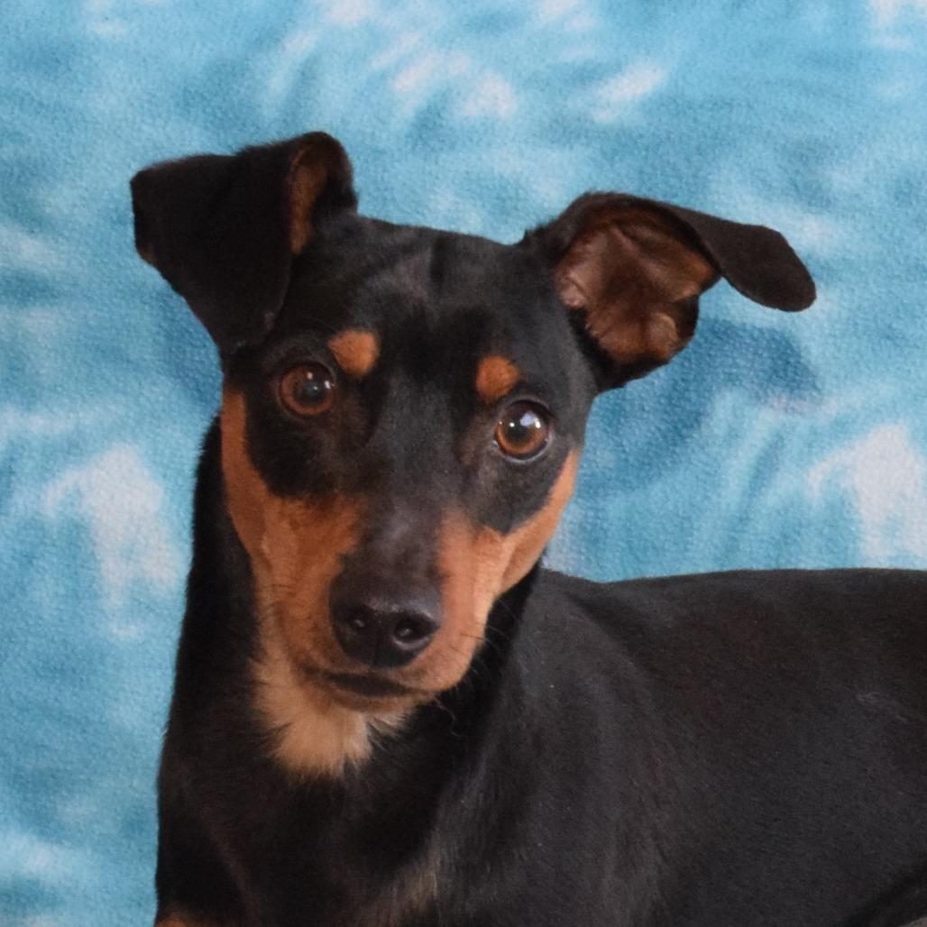 Enlarge Milo, a Adoptable mixed breed in Eureka, CA image 3/3