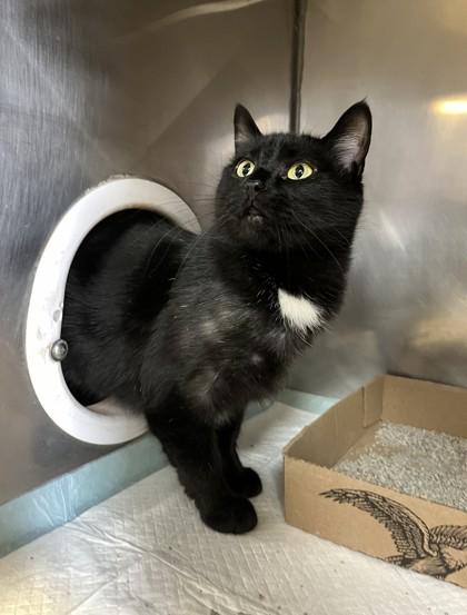 Natasha, Adult Female unknown