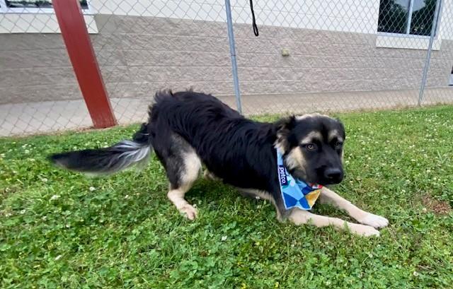 Jax, a ADOPTABLE mixed breed in Fayetteville, AR image 5/5