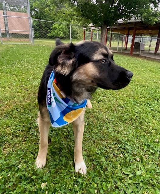 Jax, a ADOPTABLE mixed breed in Fayetteville, AR image 2/5
