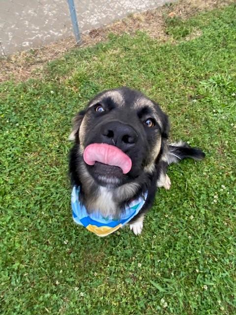 Jax, a ADOPTABLE mixed breed in Fayetteville, AR image 4/5