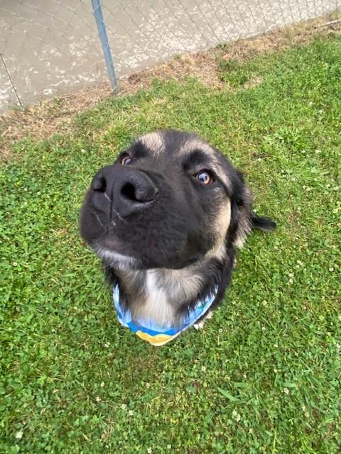 Jax, a ADOPTABLE mixed breed in Fayetteville, AR image 1/5