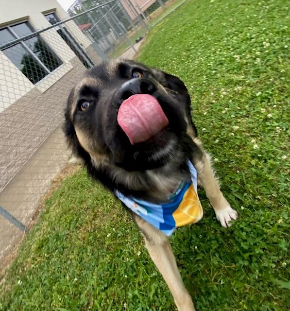 Jax, a ADOPTABLE mixed breed in Fayetteville, AR image 3/5