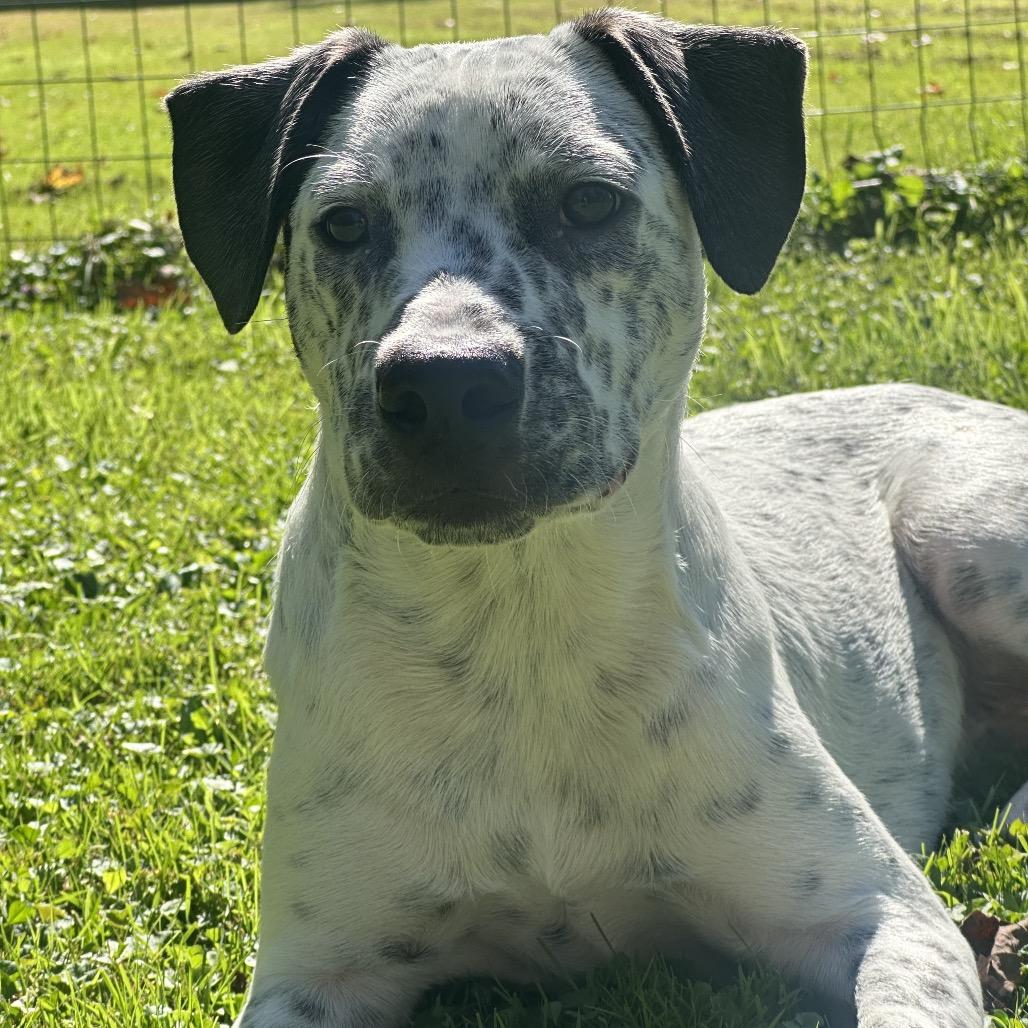 Enlarge Foster, a Adoptable mixed breed in Avon, OH image 1/6