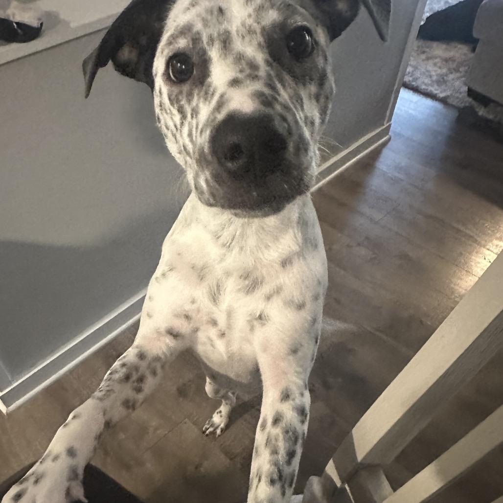 Enlarge Foster, a Adoptable mixed breed in Avon, OH image 2/6