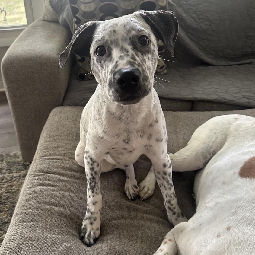 Enlarge Foster, a Adoptable mixed breed in Avon, OH image 3/6