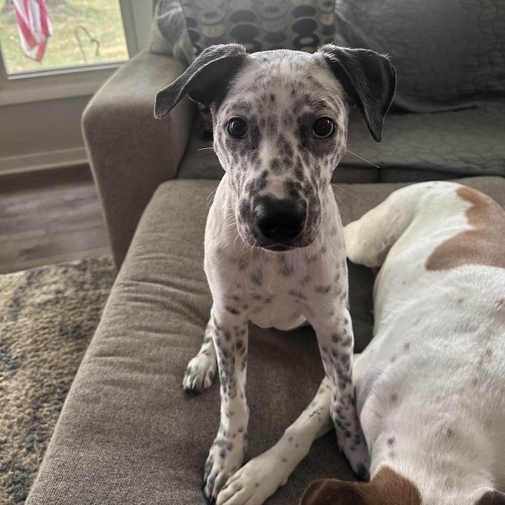 Enlarge Foster, a Adoptable mixed breed in Avon, OH image 4/6