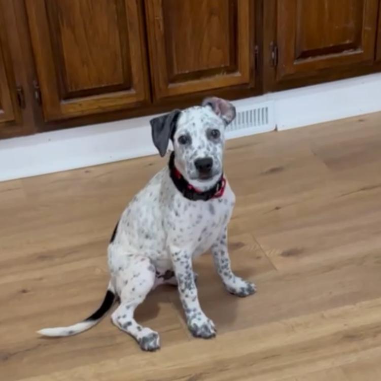 Enlarge Foster, a Adoptable mixed breed in Avon, OH image 5/6