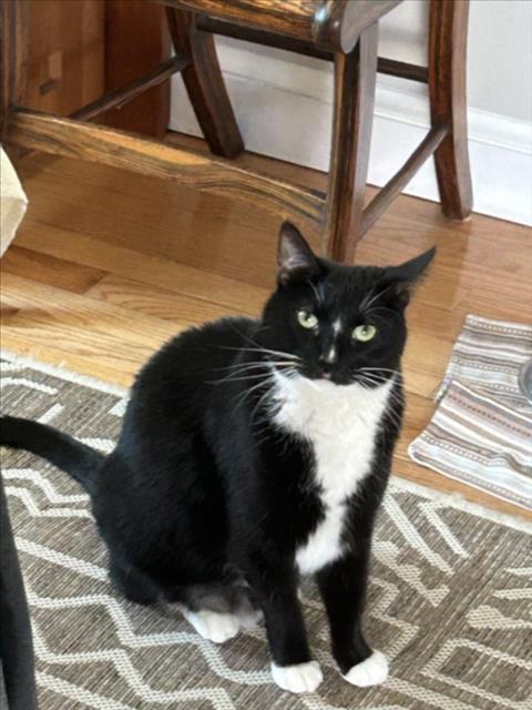 BEAR, Adoptable, Adult Female Domestic Short Hair.