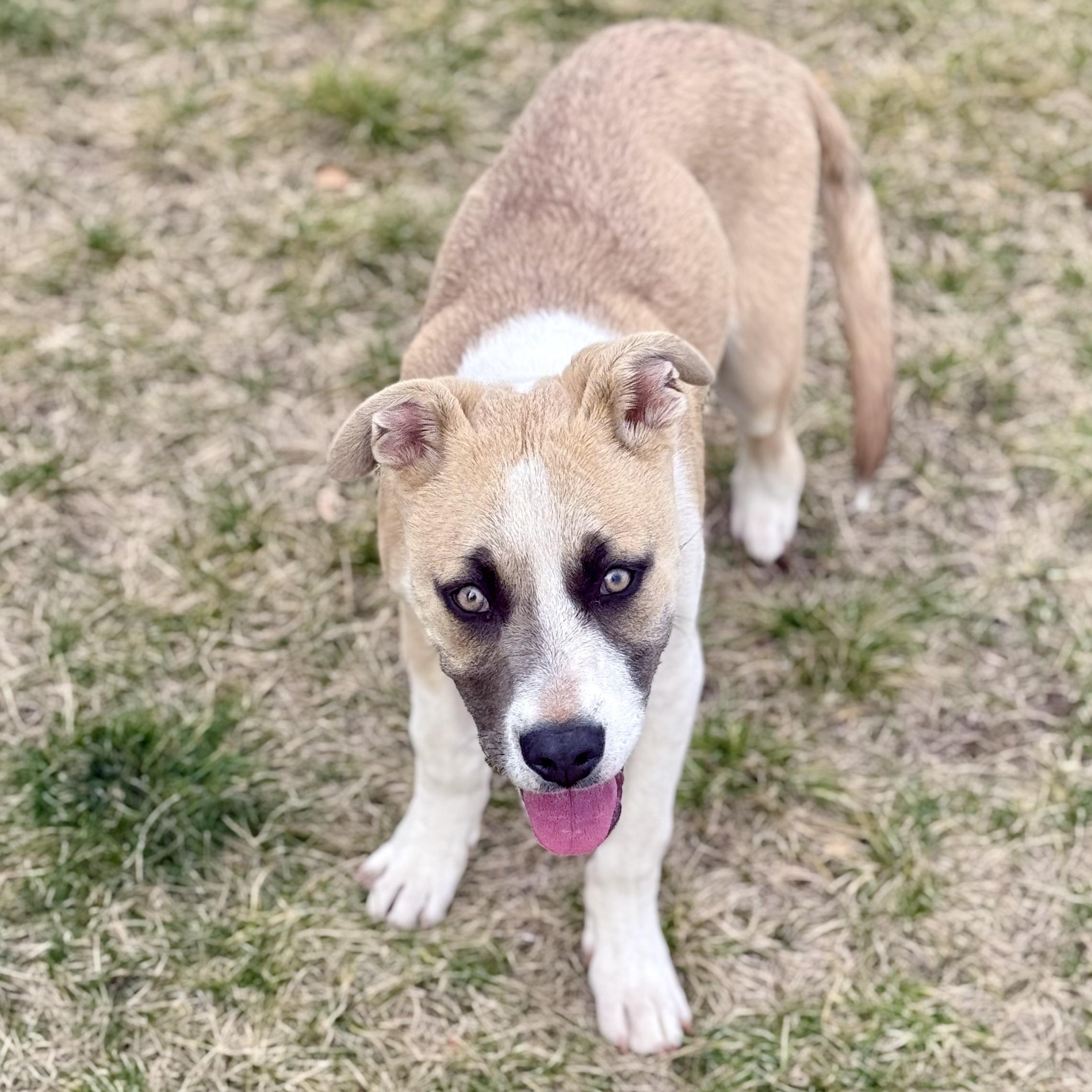 Enlarge Cortez, a ADOPTABLE mixed breed in Marfa, TX image 1/6
