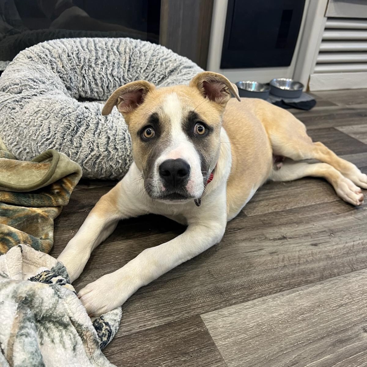 Enlarge Cortez, a ADOPTABLE mixed breed in Marfa, TX image 2/6