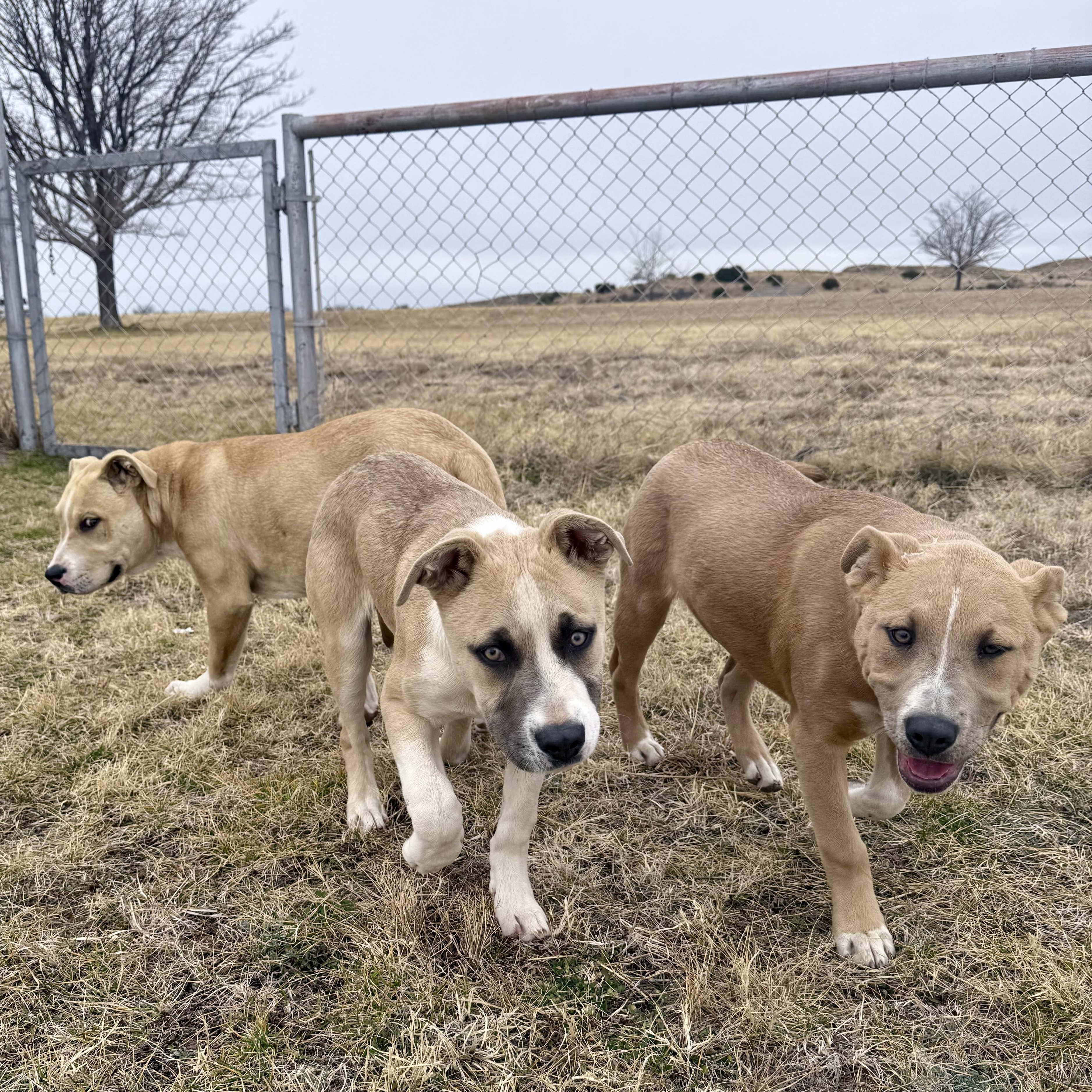Enlarge Cortez, a ADOPTABLE mixed breed in Marfa, TX image 4/6