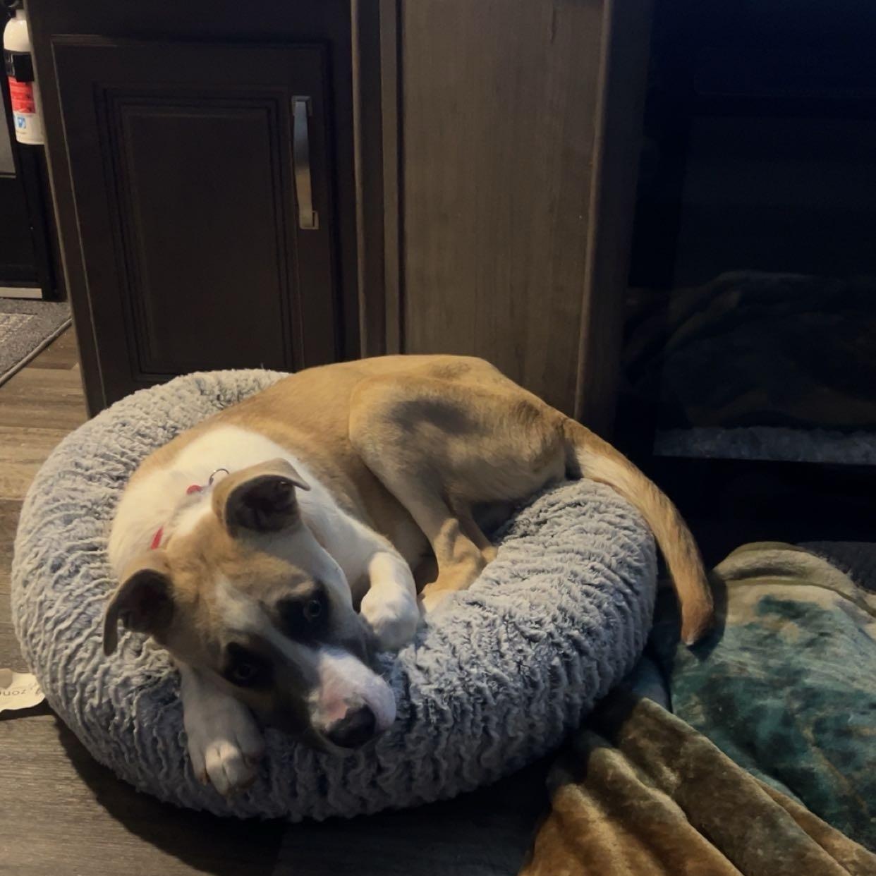 Enlarge Cortez, a ADOPTABLE mixed breed in Marfa, TX image 6/6