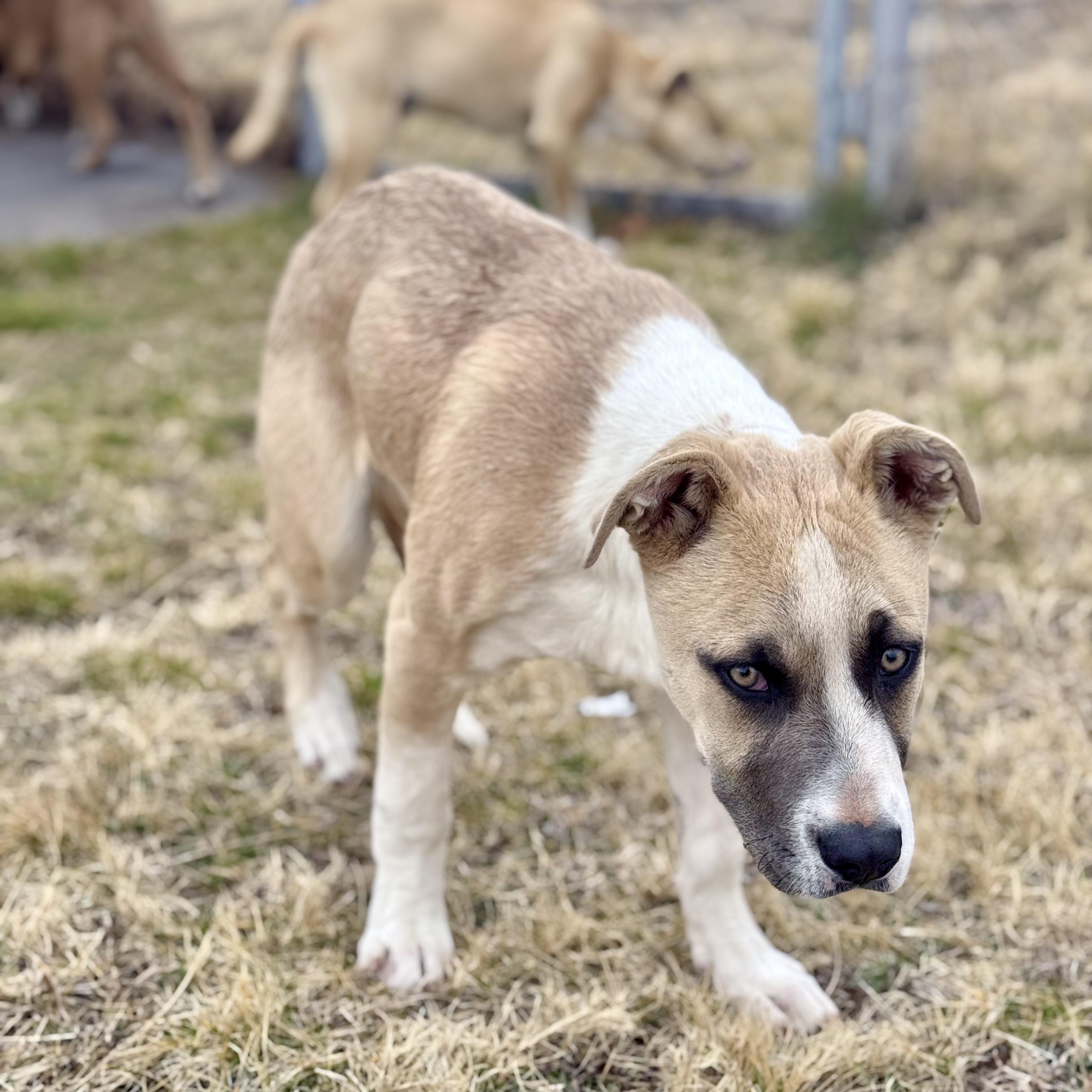 Enlarge Cortez, a ADOPTABLE mixed breed in Marfa, TX image 5/6