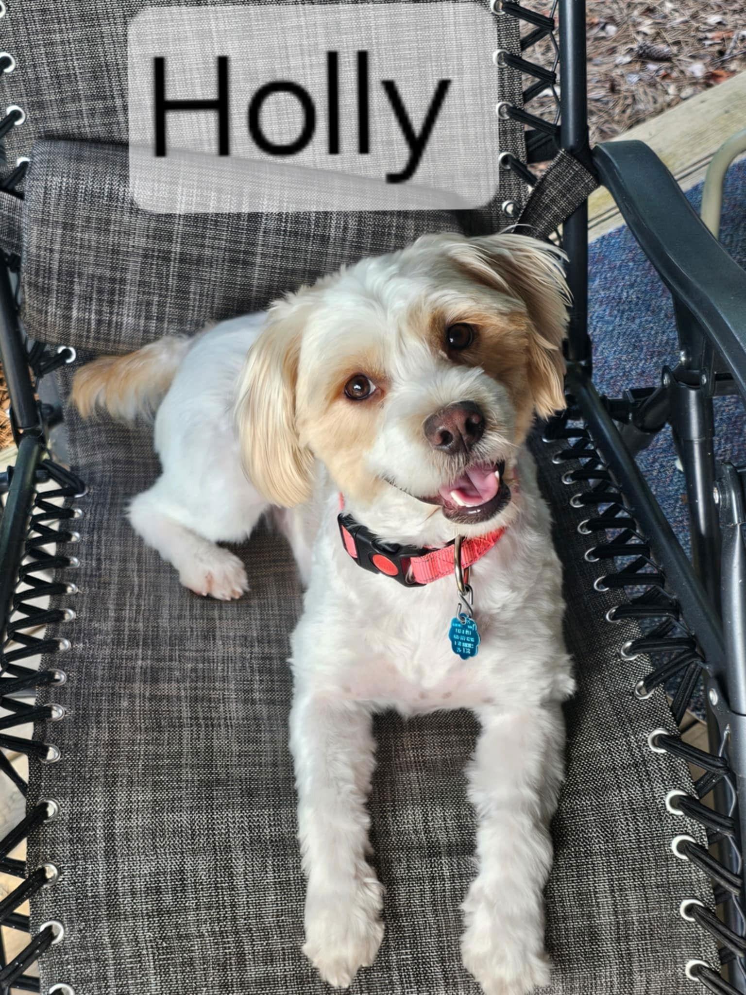 Holly, Adopted, Young Female Shih Tzu.