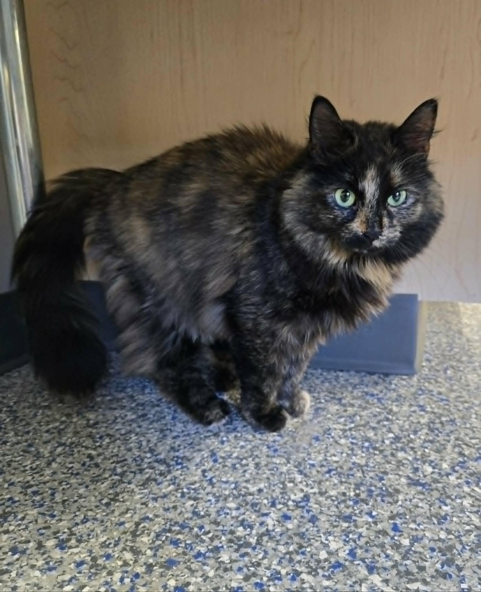 Mocha Chai, adopted, Senior Female Domestic Medium Hair.