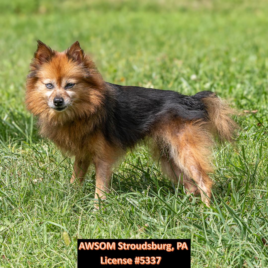 Enlarge Oracle, a Adoptable mixed breed in Stroudsburg, PA image 1/2