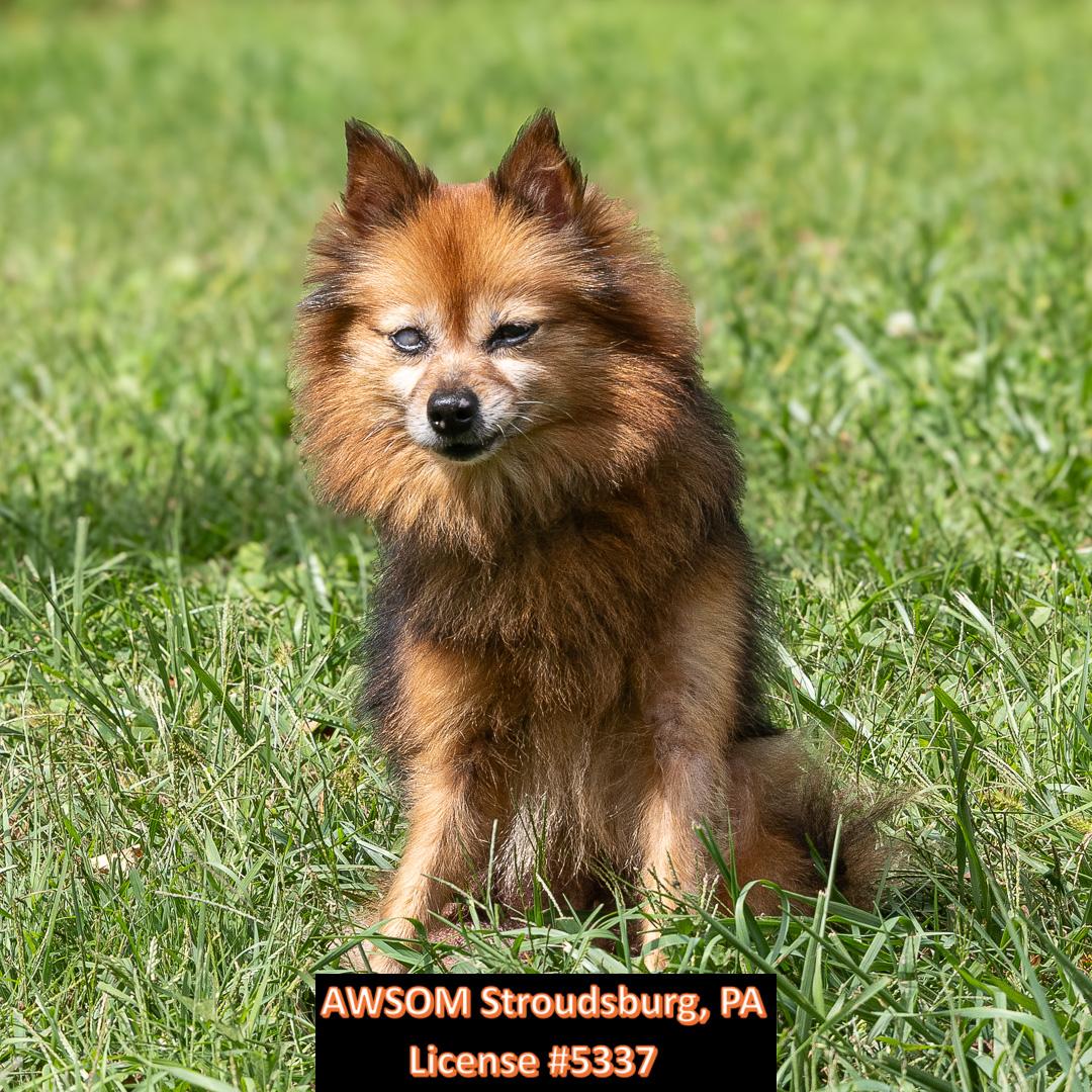 Enlarge Oracle, a Adoptable mixed breed in Stroudsburg, PA image 2/2