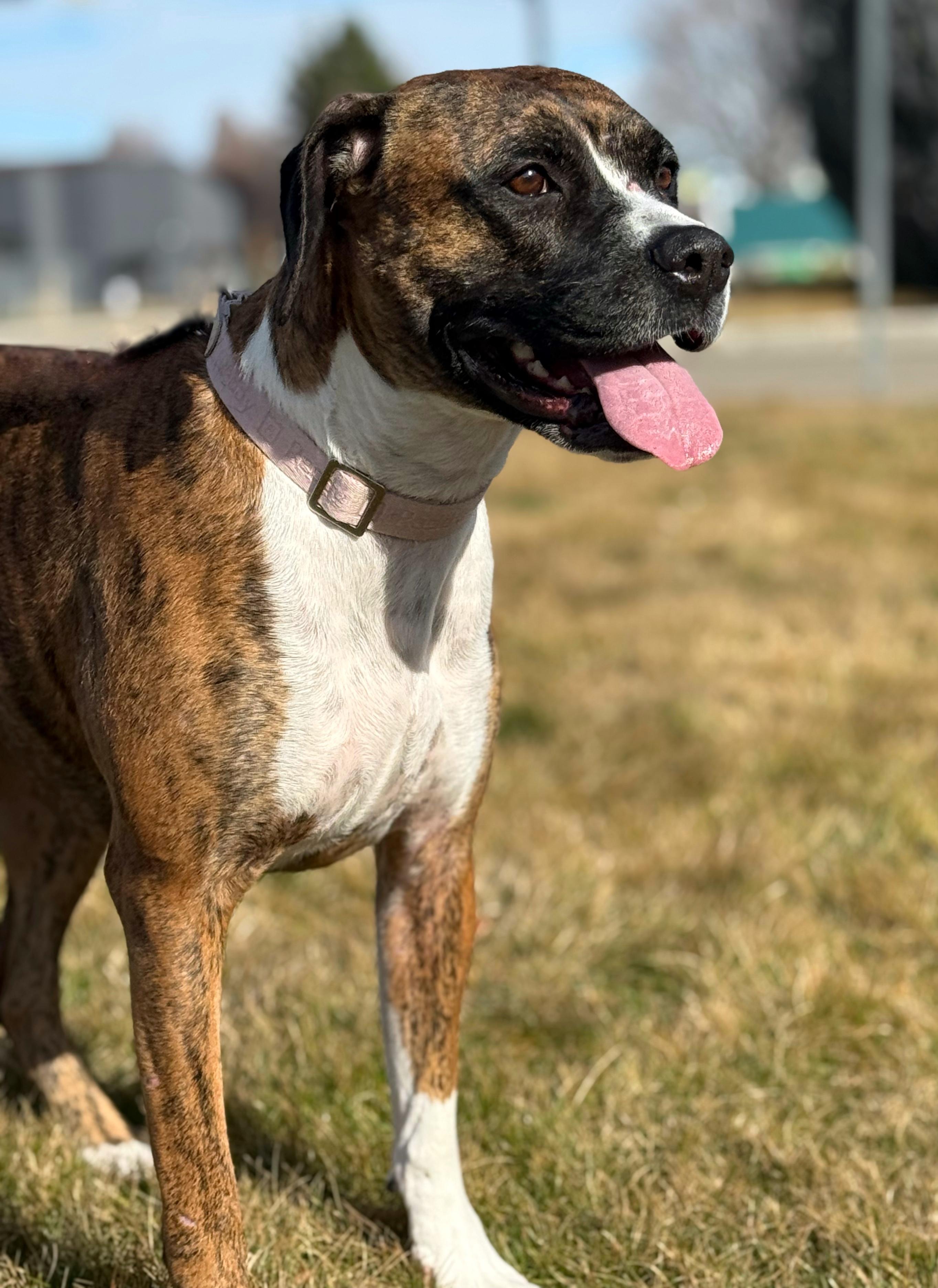 Padamay, Adoptable, Adult Female Boxer.