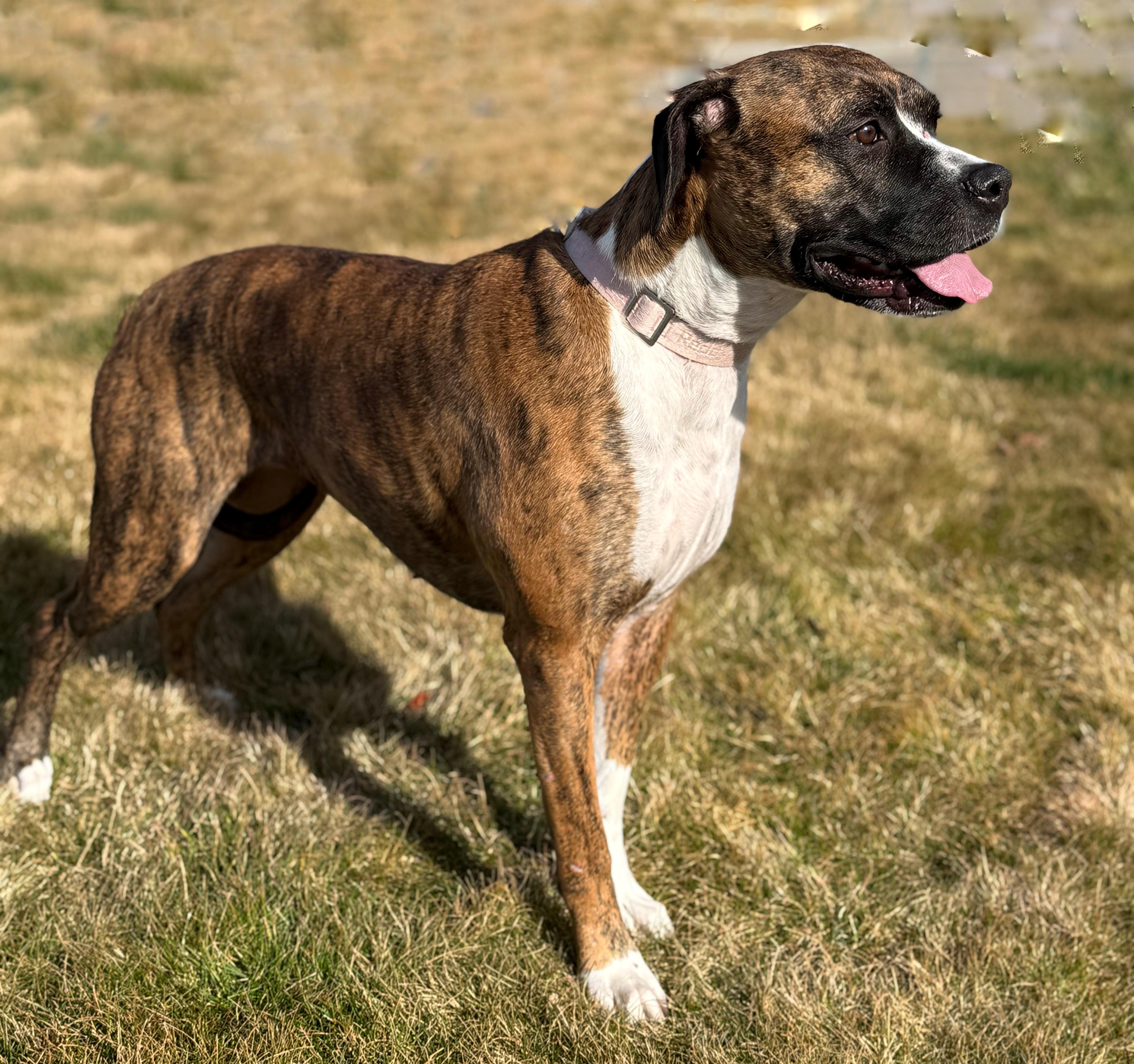 Enlarge Padamay, a Adoptable mixed breed in Twin Falls, ID image 2/6
