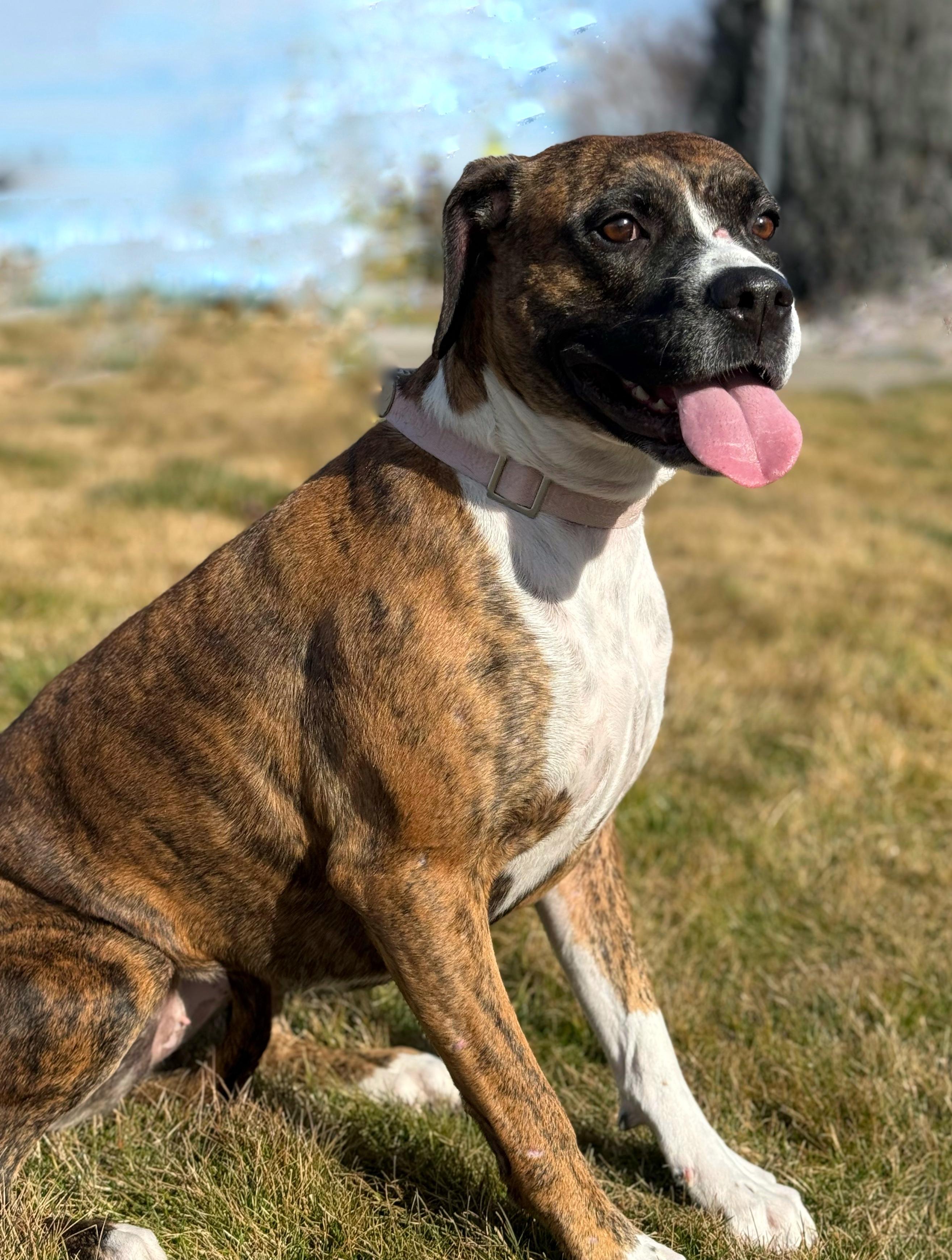 Enlarge Padamay, a Adoptable mixed breed in Twin Falls, ID image 3/6