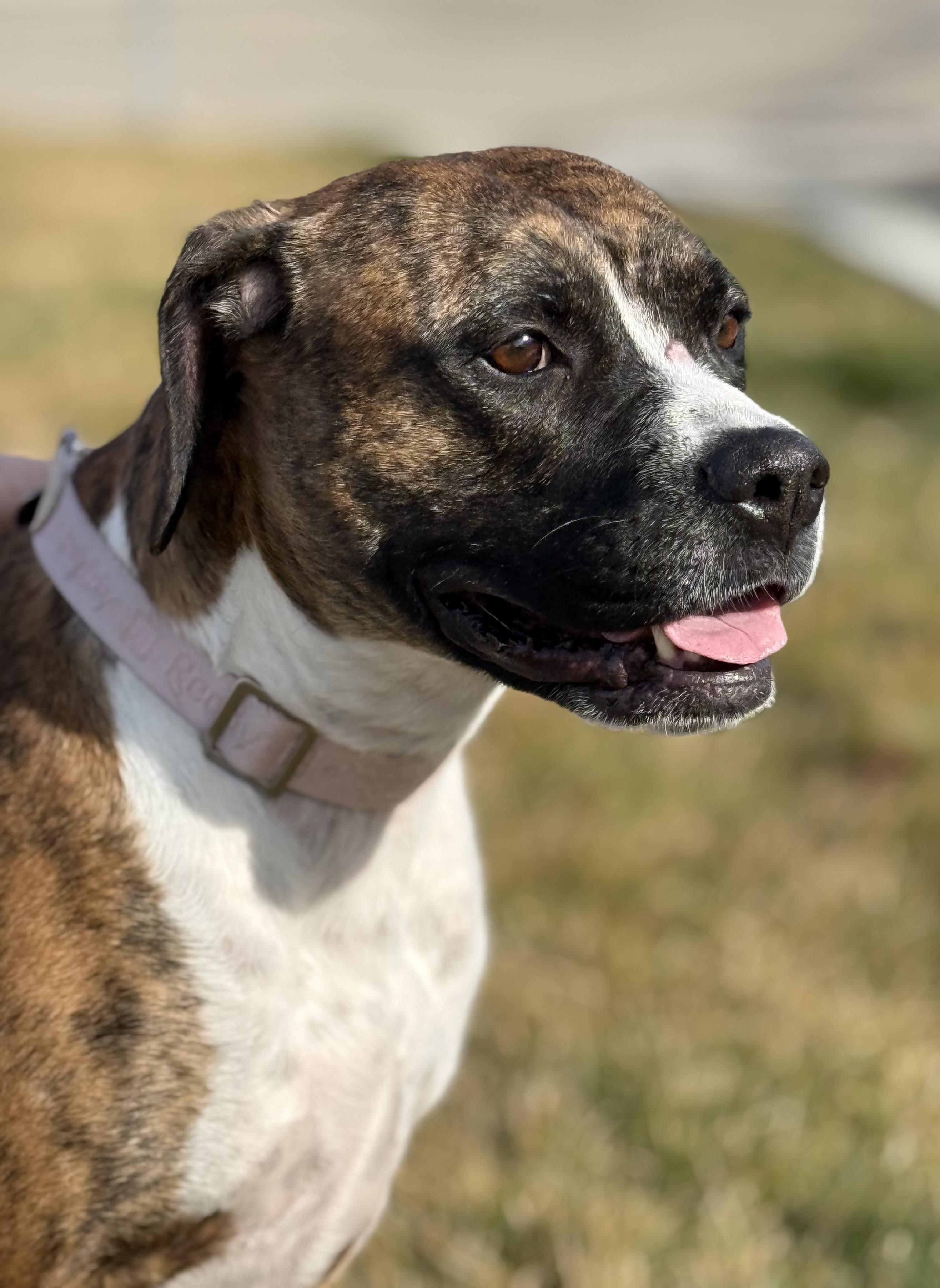 Enlarge Padamay, a Adoptable mixed breed in Twin Falls, ID image 4/6