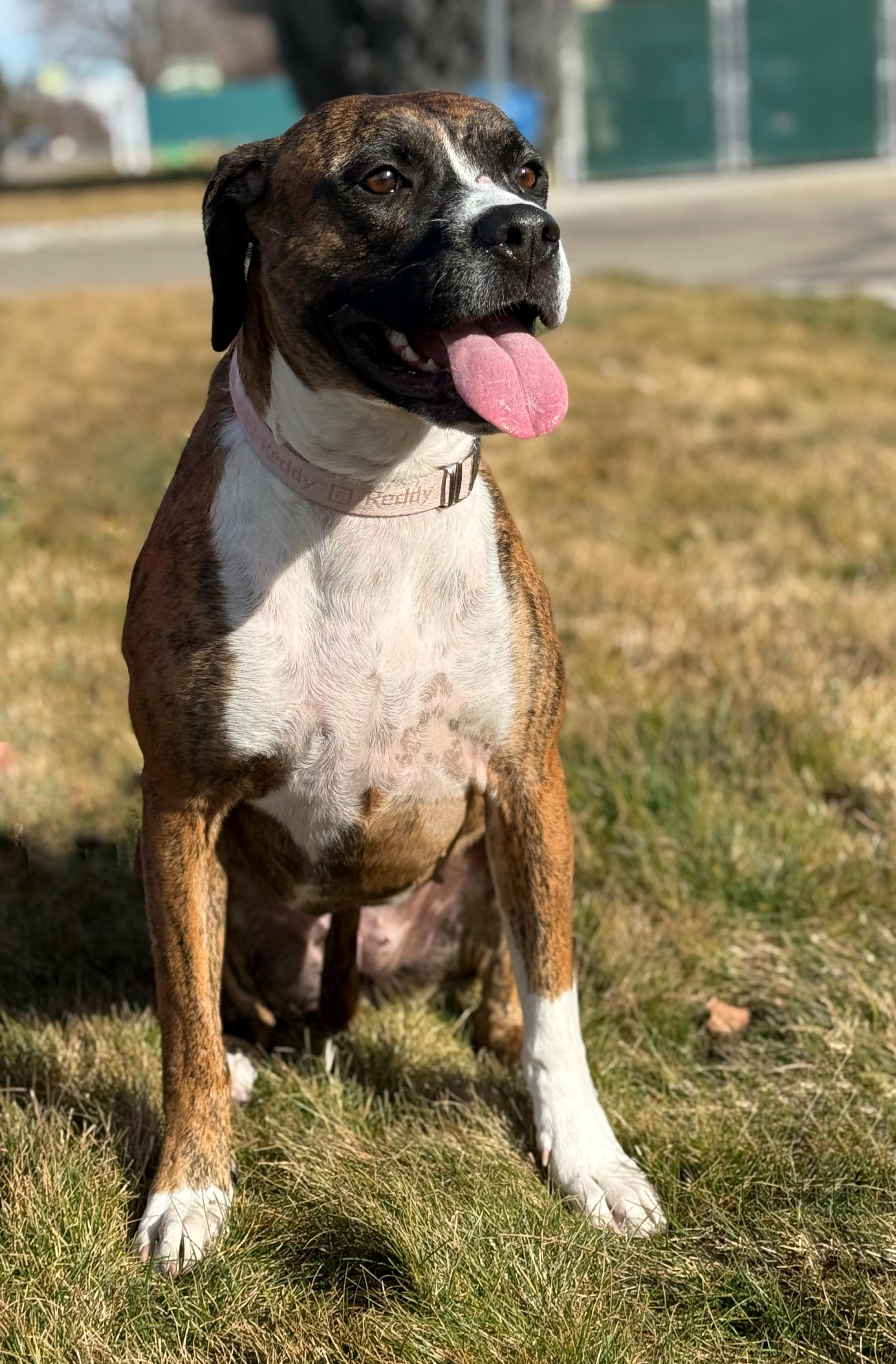 Enlarge Padamay, a Adoptable mixed breed in Twin Falls, ID image 5/6