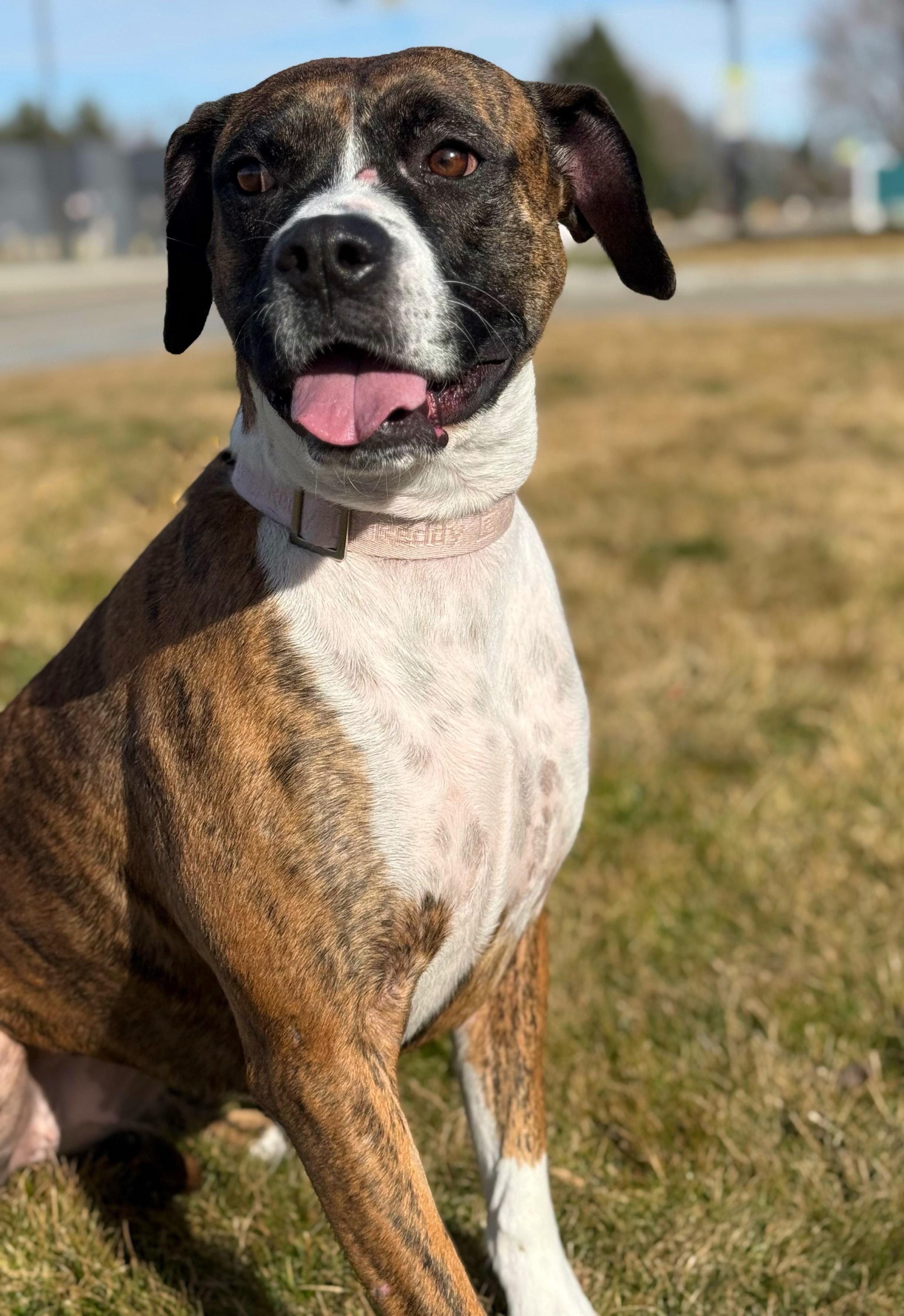 Enlarge Padamay, a Adoptable mixed breed in Twin Falls, ID image 6/6