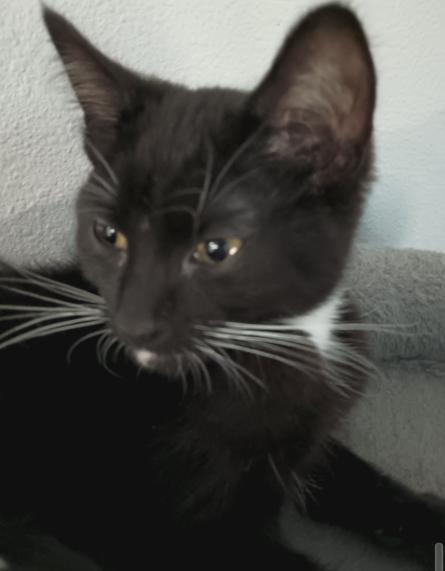 Enlarge Crowley, a Adoptable mixed breed in Lebanon, OR image 1/2