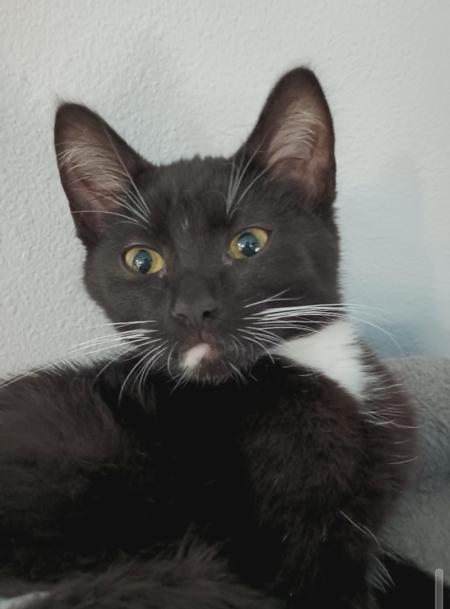 Crowley, Adoptable, Adult Male Domestic Short Hair.