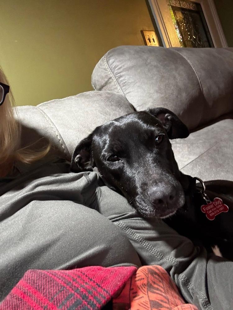 Daisy, Adoptable, Young Female Dachshund & Spaniel.