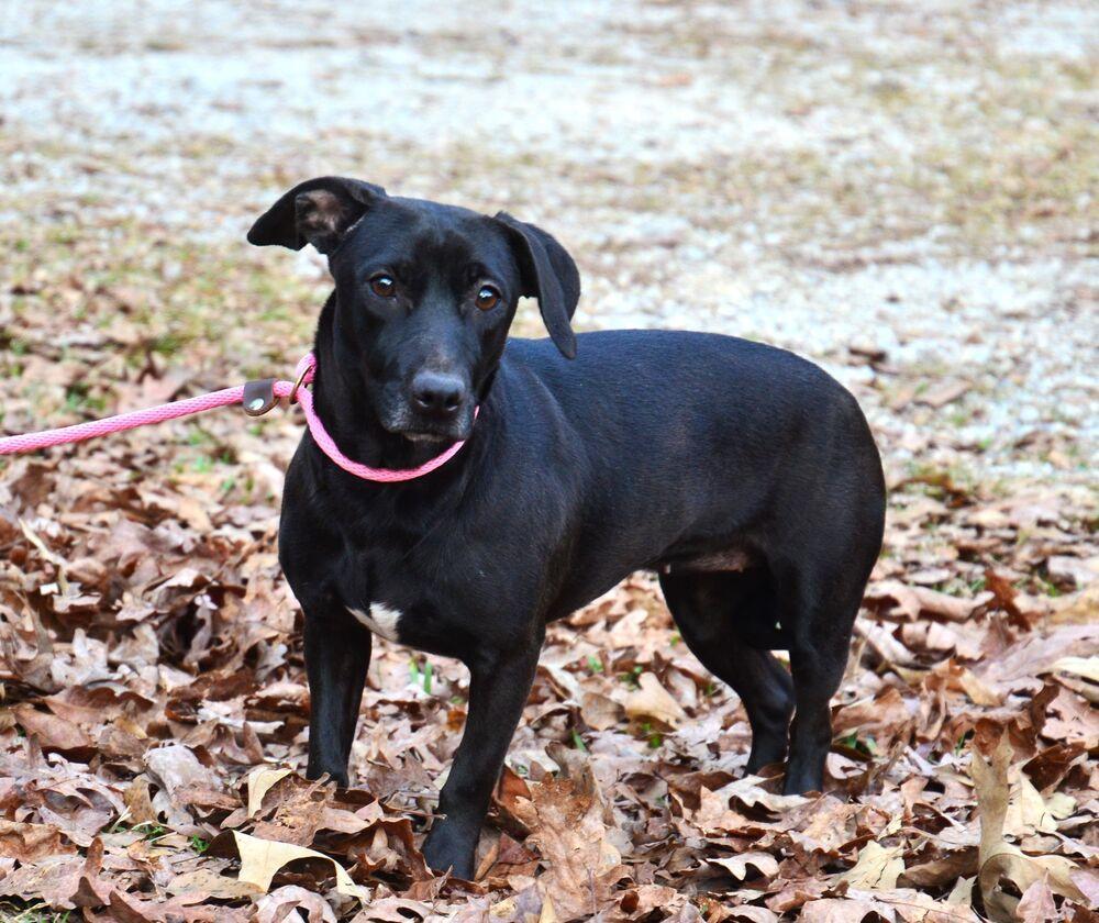 Enlarge Daisy, a Adoptable mixed breed in Willingboro, NJ image 4/5