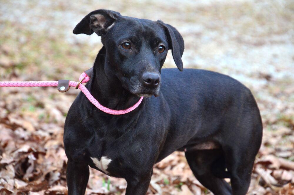 Enlarge Daisy, a Adoptable mixed breed in Willingboro, NJ image 5/5