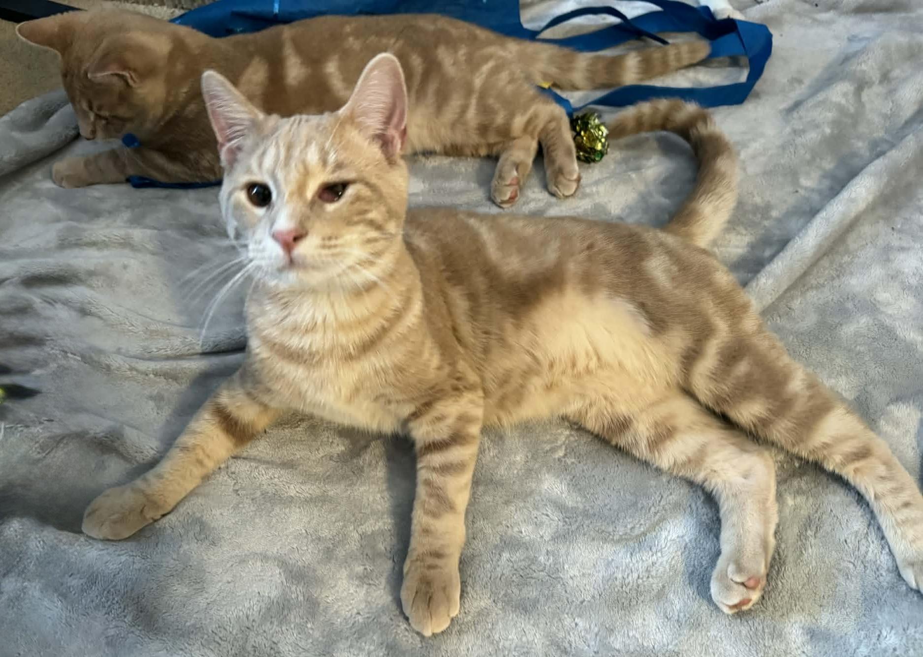 Waffles, ADOPTABLE, Young Male Tabby.