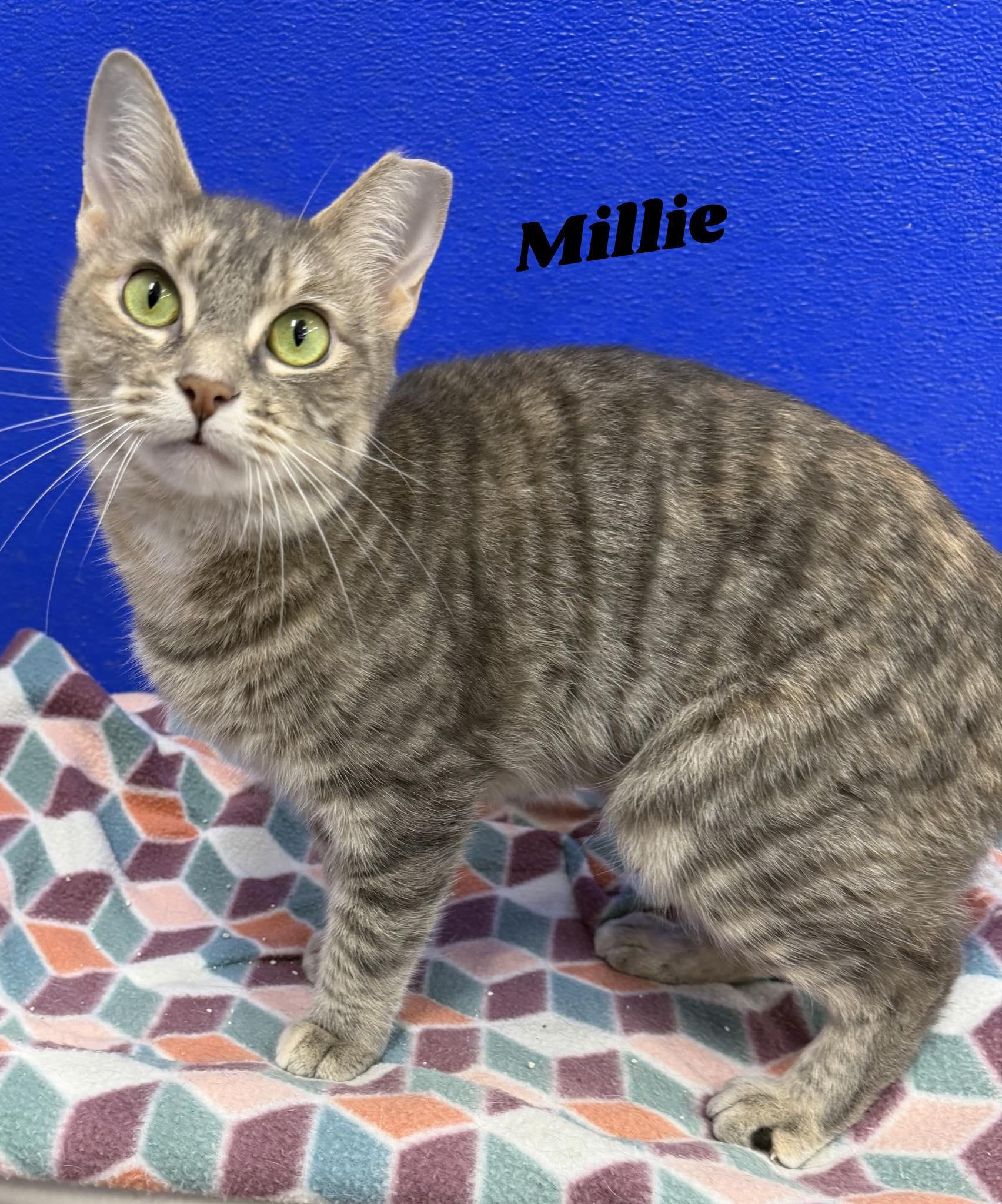 Enlarge Millie, a ADOPTABLE mixed breed in Dunkirk, NY image 1/1