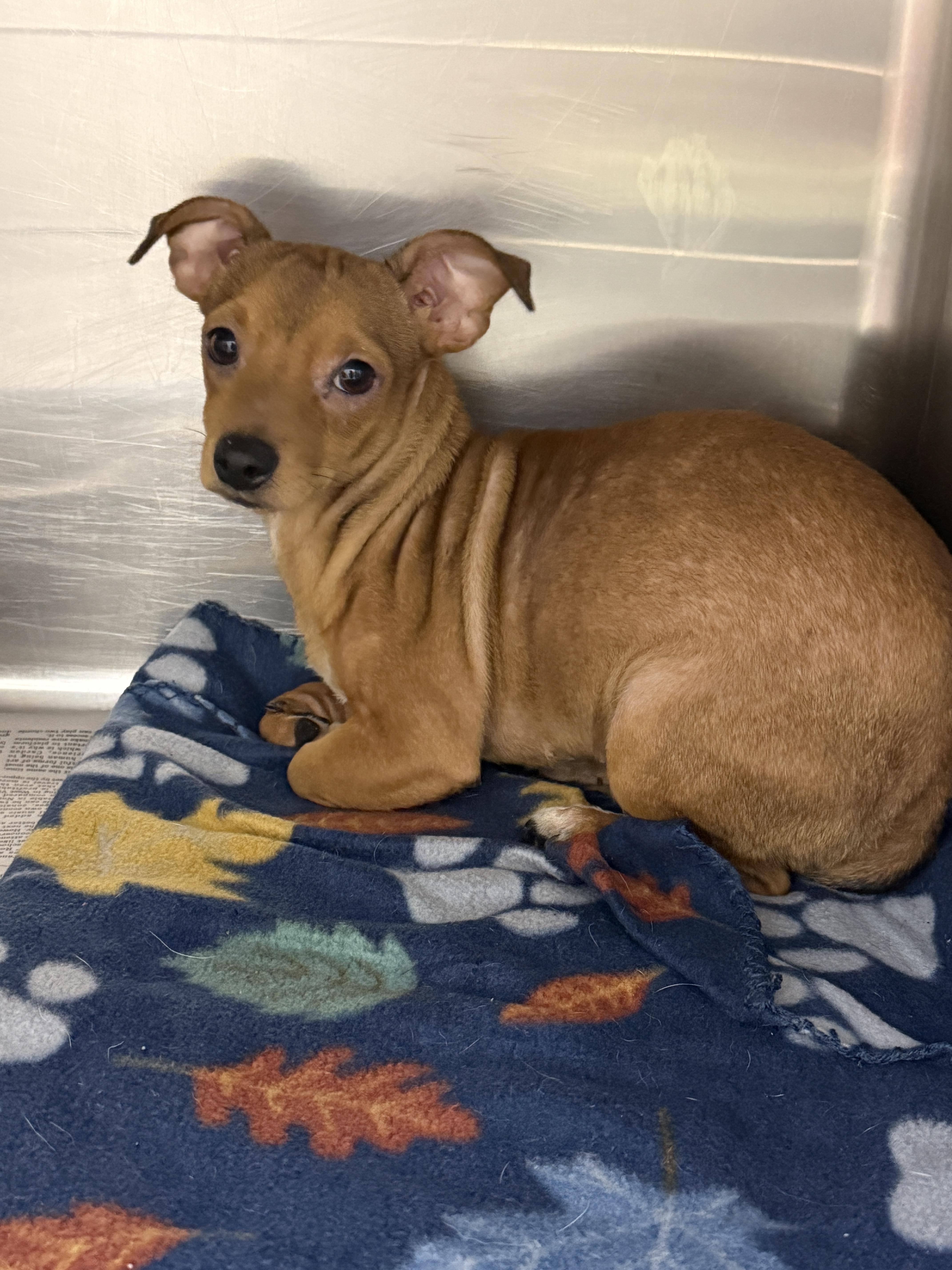Peaches, Adoptable, Young Female Dachshund.