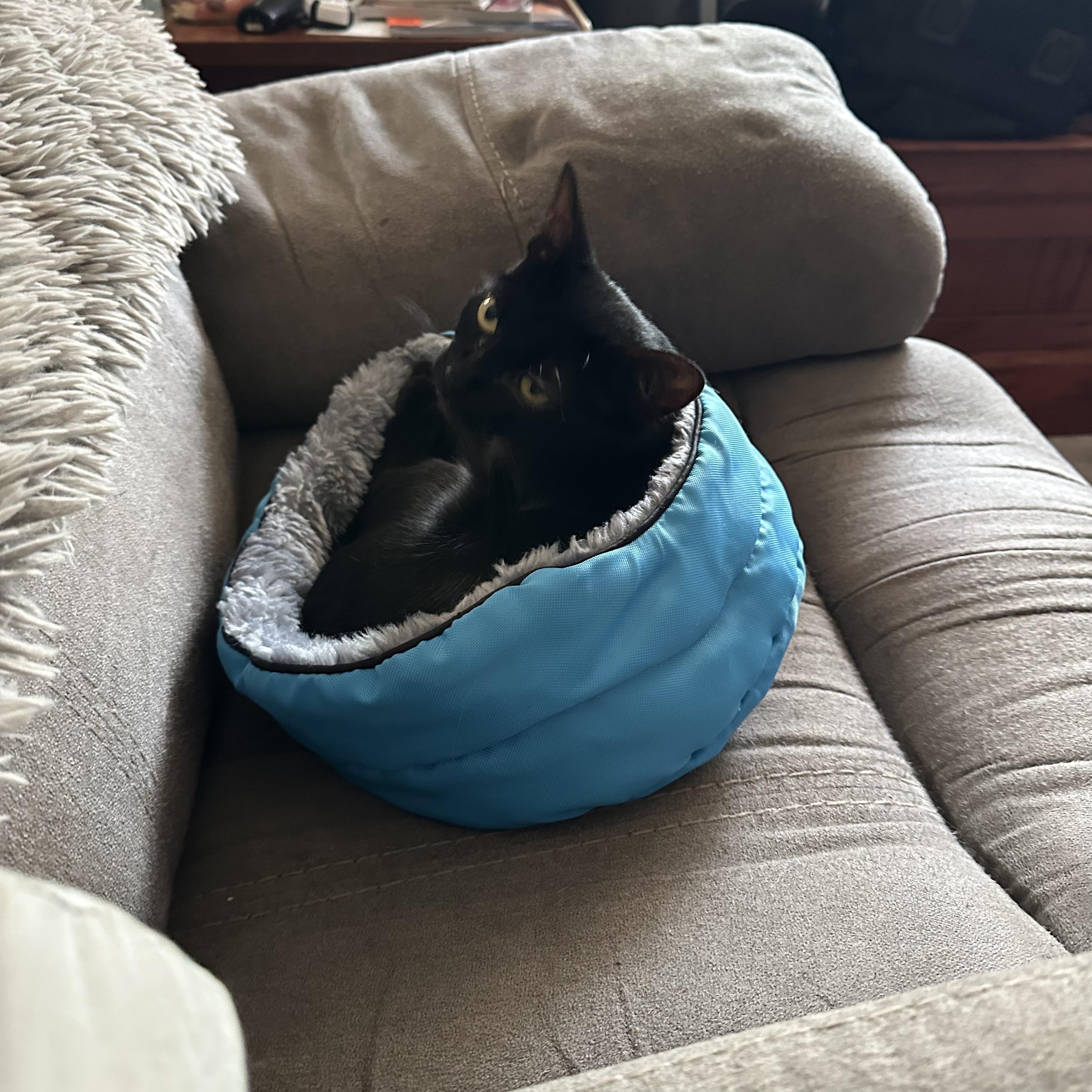 Enlarge Nessy, a ADOPTABLE Domestic Short Hair in Tuttle, OK image 5/5