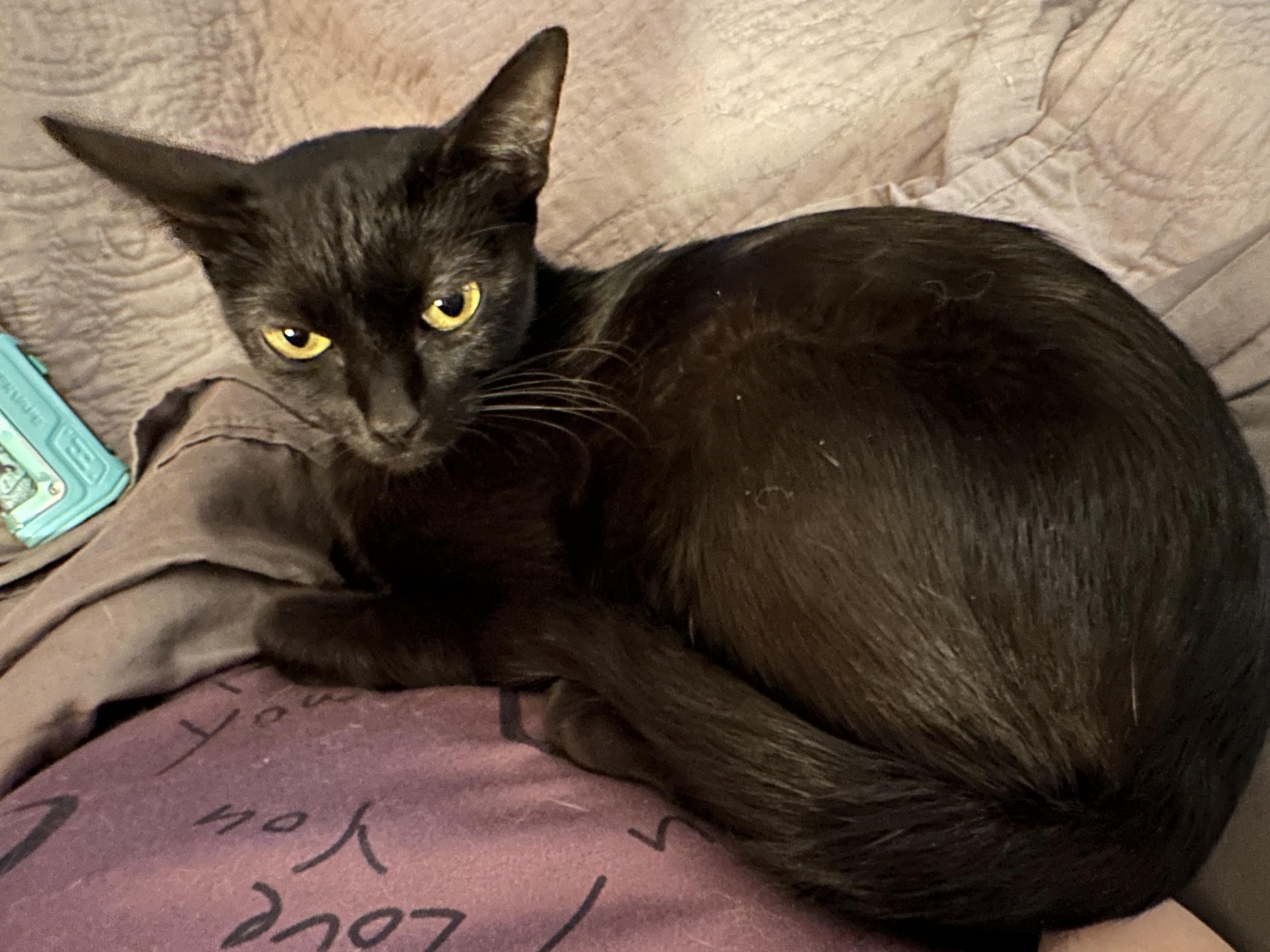Enlarge Nessy, a ADOPTABLE Domestic Short Hair in Tuttle, OK image 4/5