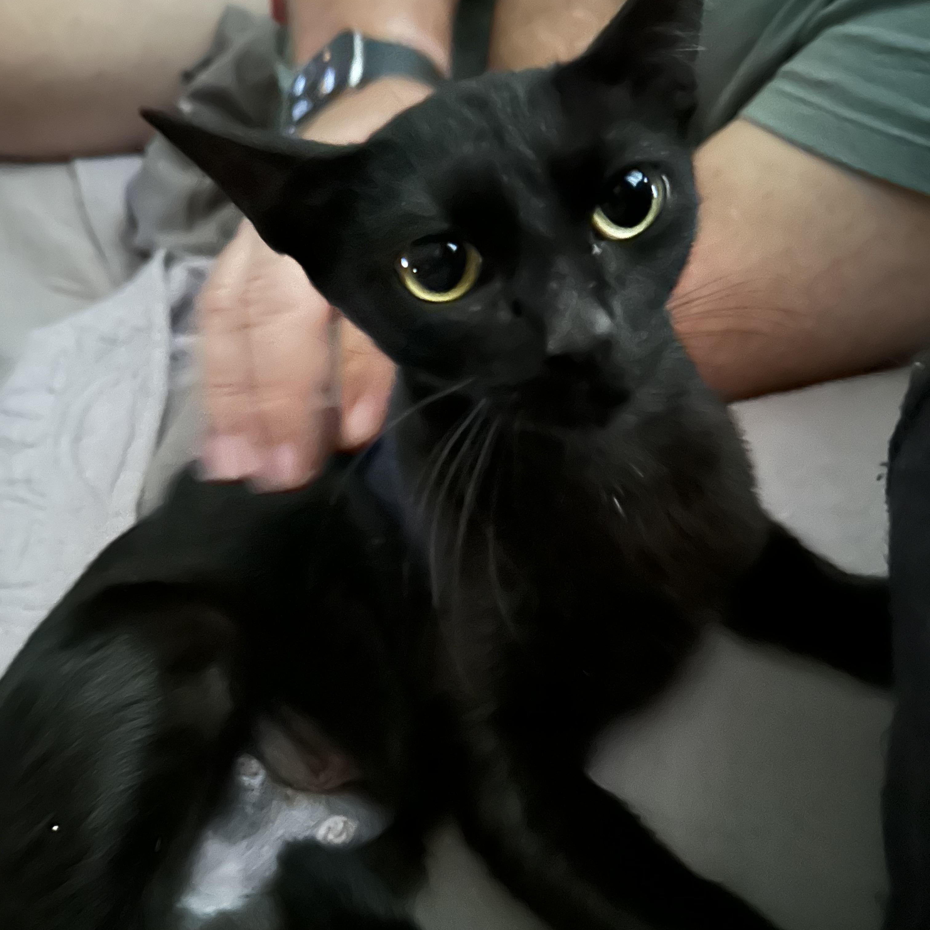 Enlarge Nessy, a ADOPTABLE Domestic Short Hair in Tuttle, OK image 3/5