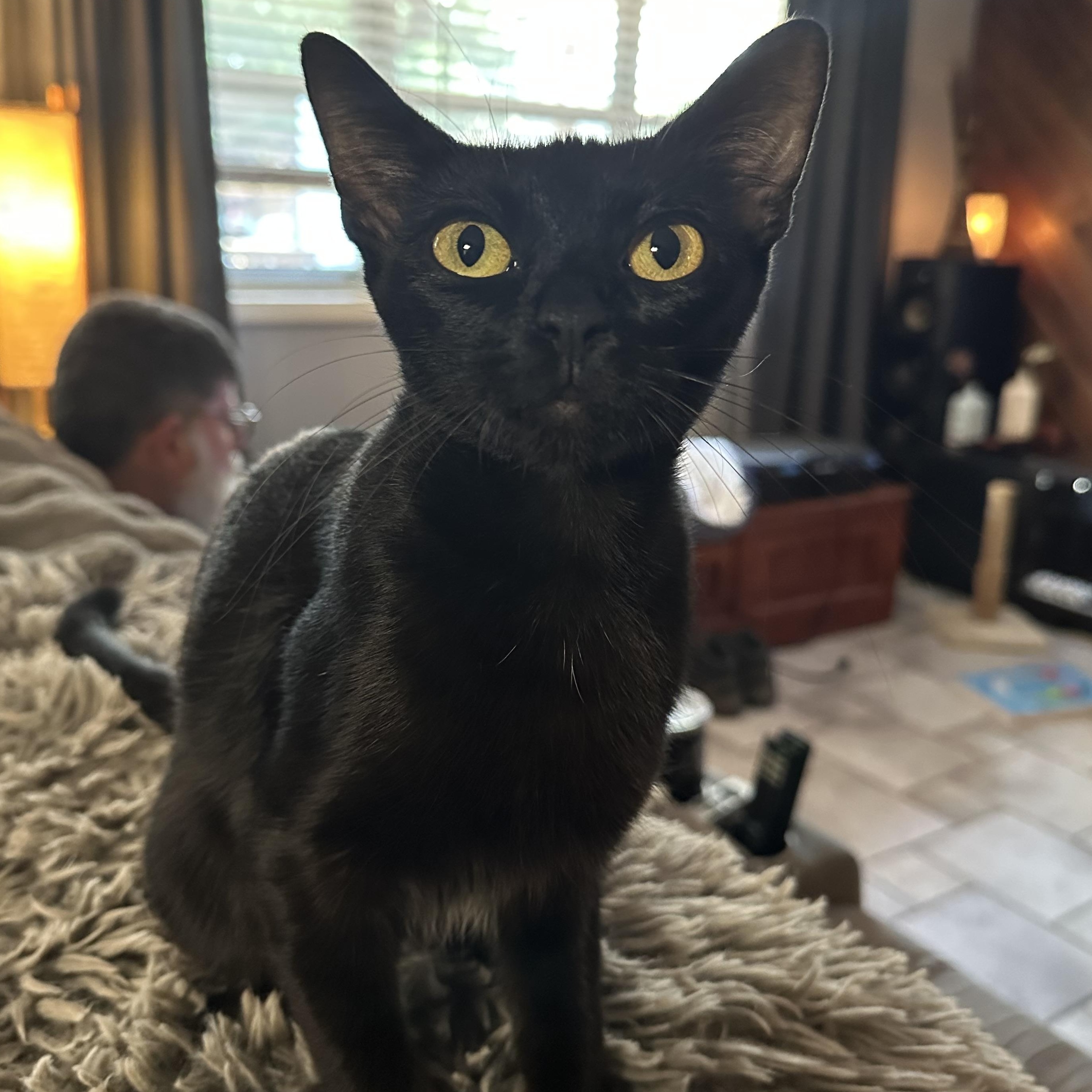 Nessy, ADOPTABLE, Young Female Domestic Short Hair.