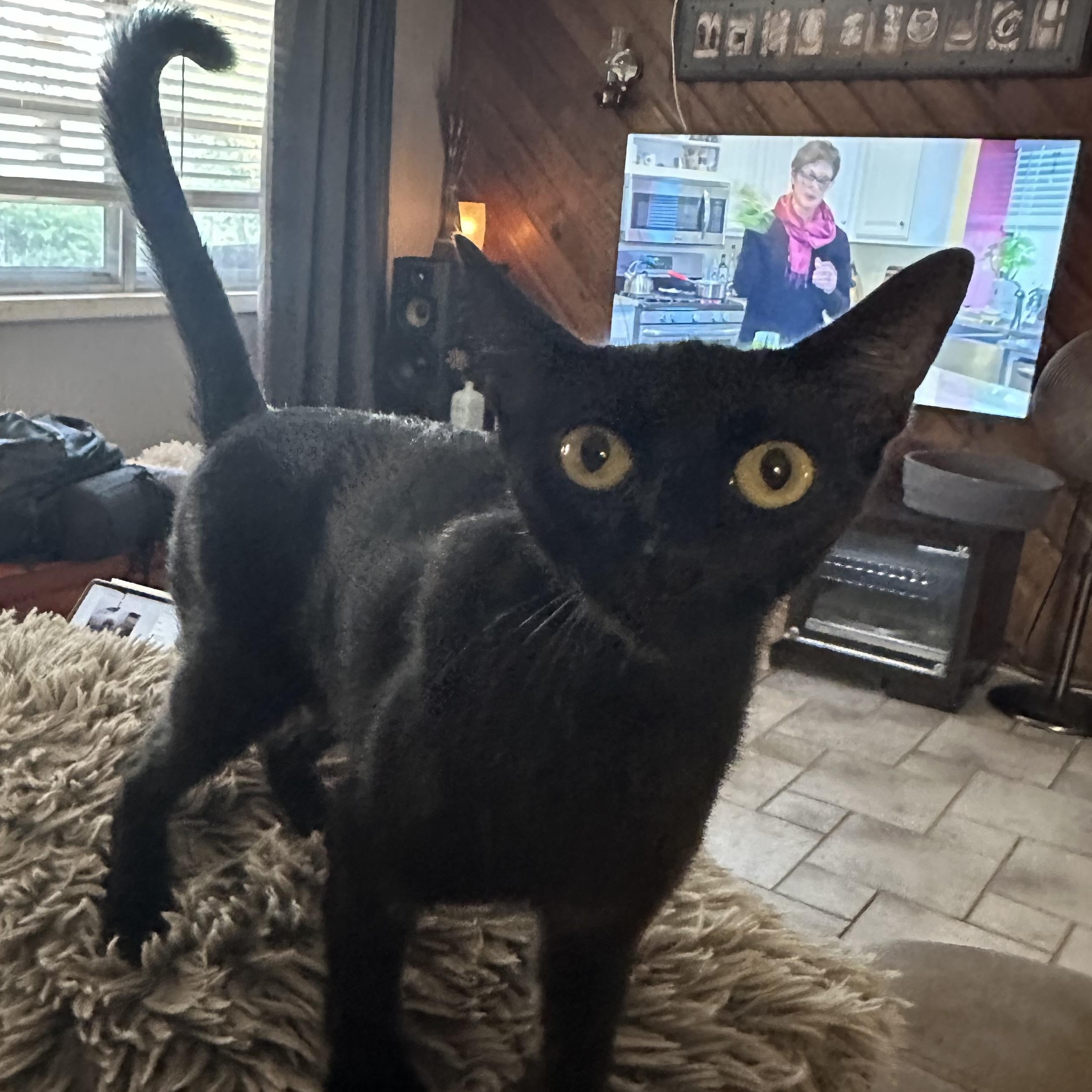 Enlarge Nessy, a ADOPTABLE Domestic Short Hair in Tuttle, OK image 2/5