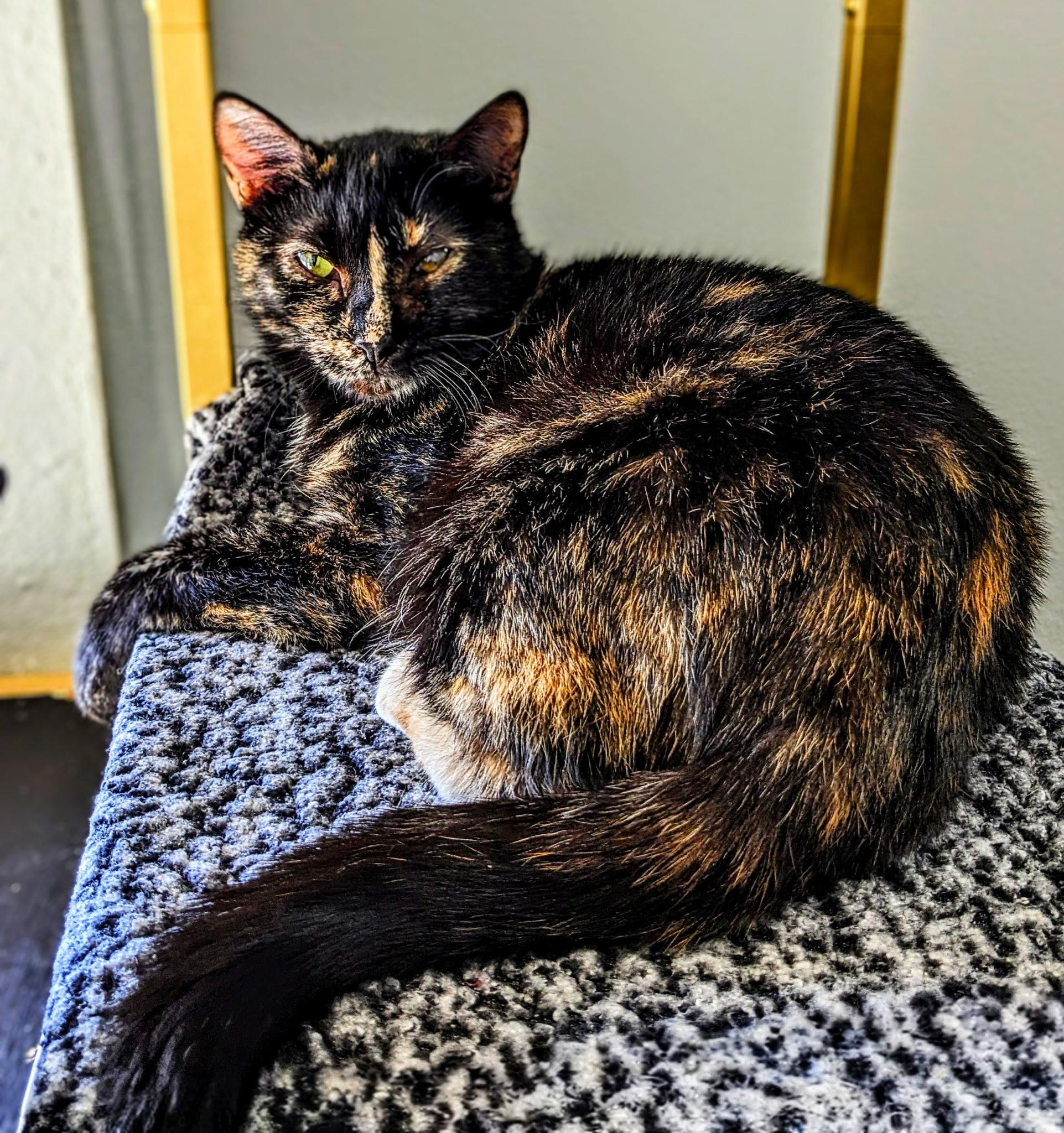 Enlarge Judy, a Adoptable Tortoiseshell in Bentonville, AR image 1/3