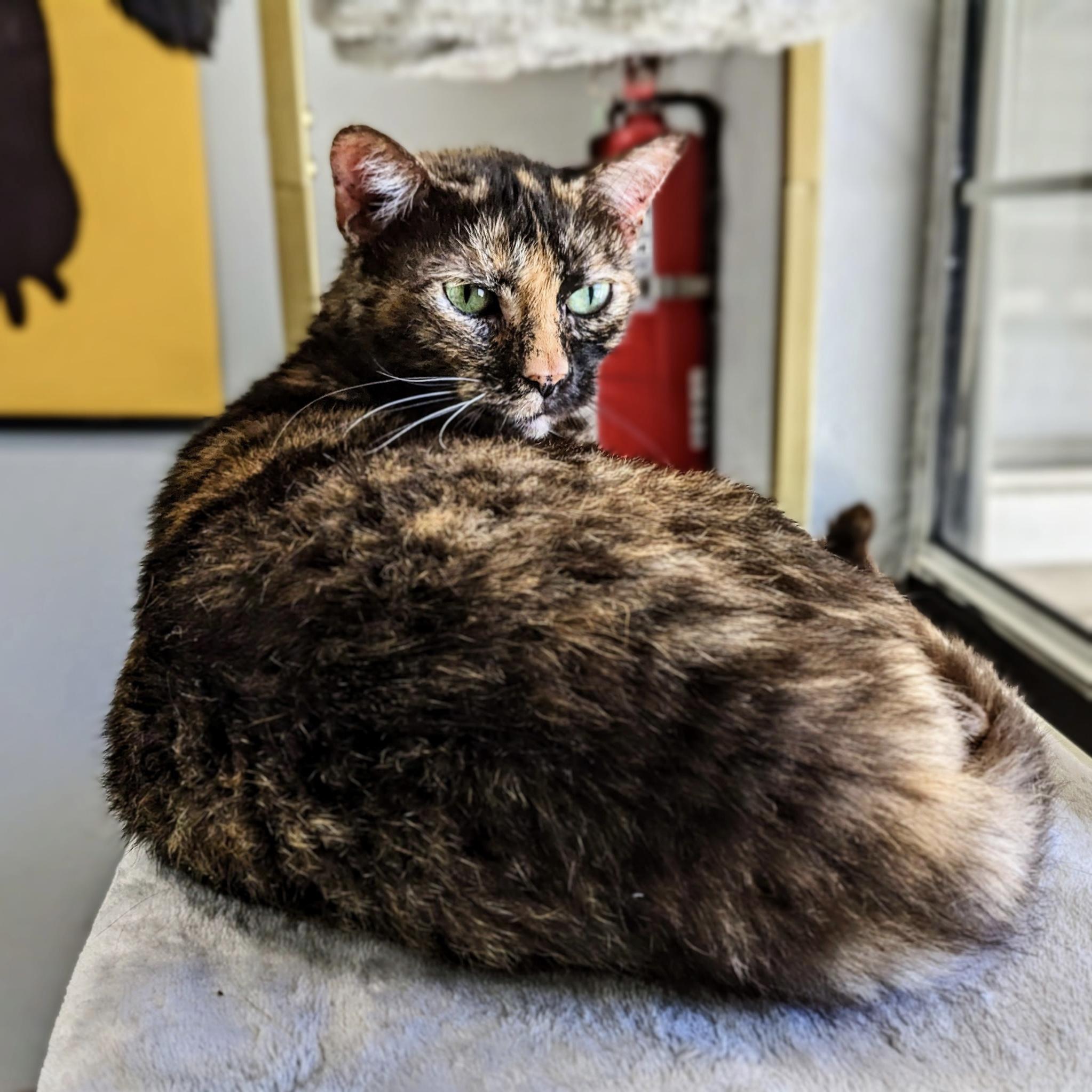 Judy, a Adoptable Tortoiseshell in Bentonville, AR image 1/4